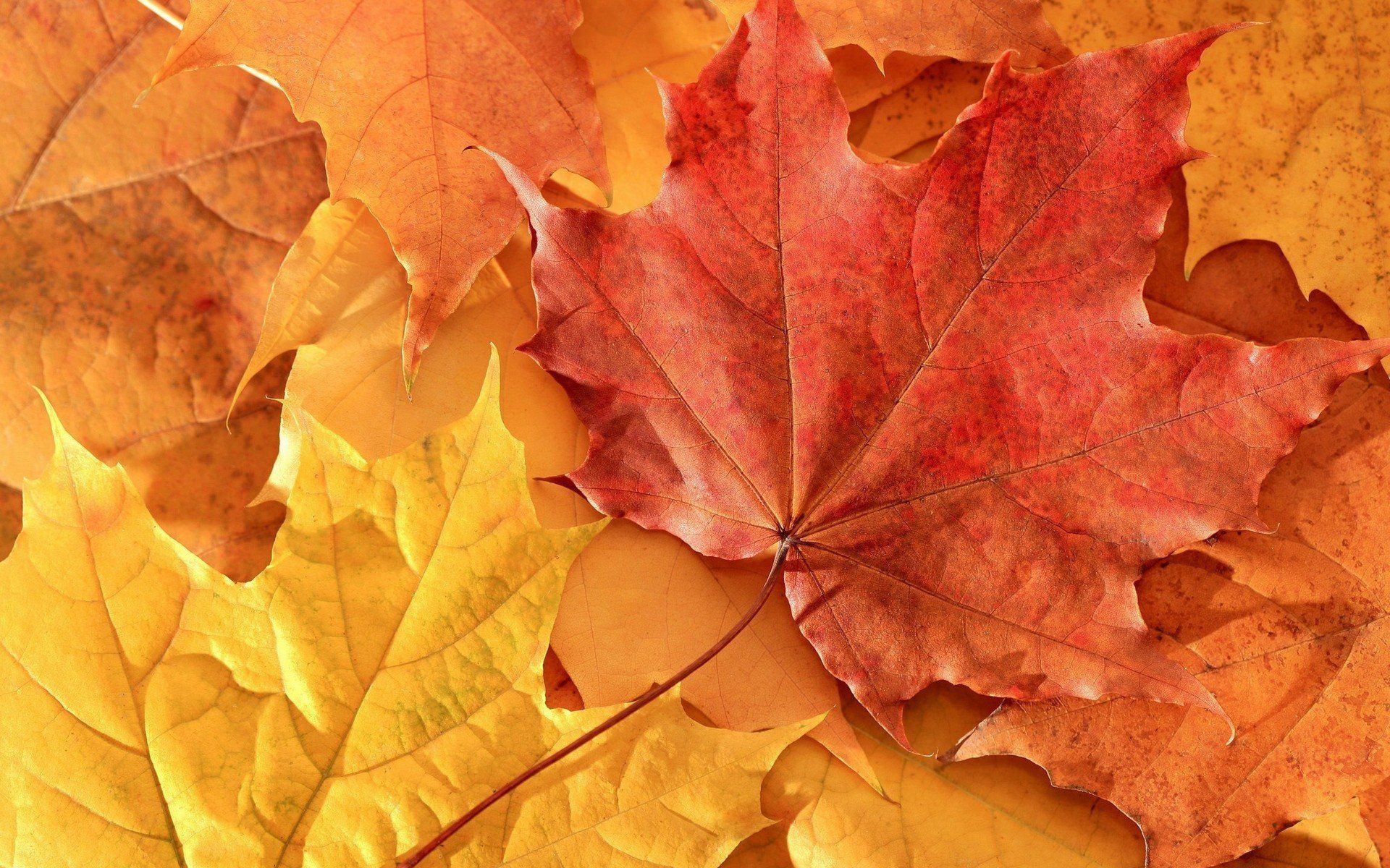 maple leaves, Leaves, Fall HD Wallpaper / Desktop and Mobile
