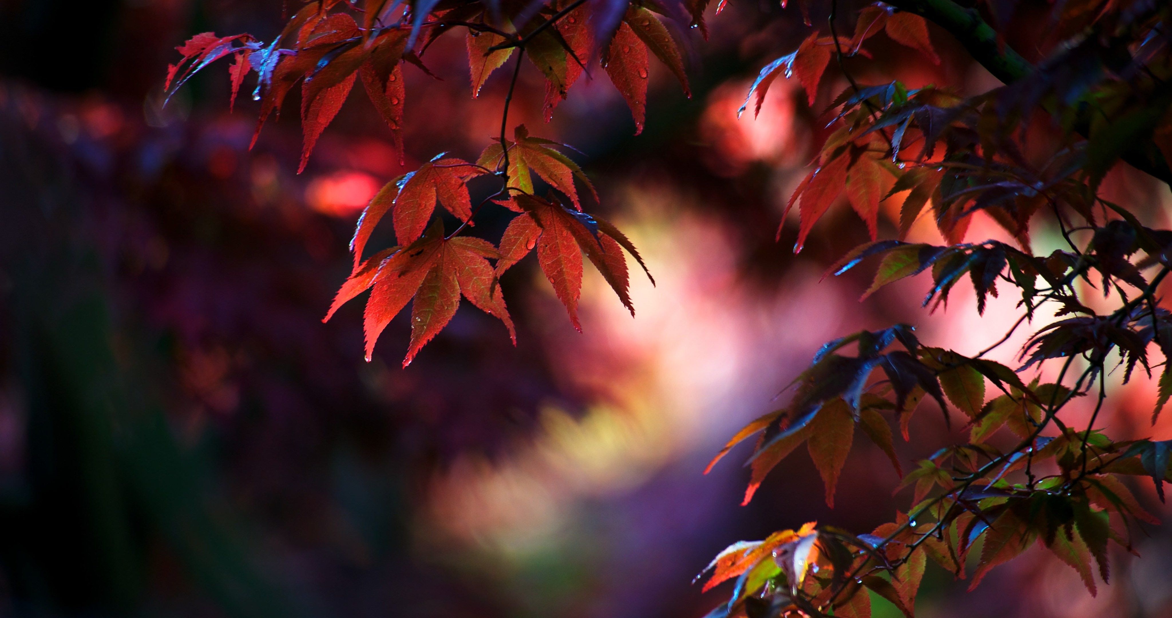 Maples Leaves Red Anime Beautiful Wallpapers Wallpaper Cave