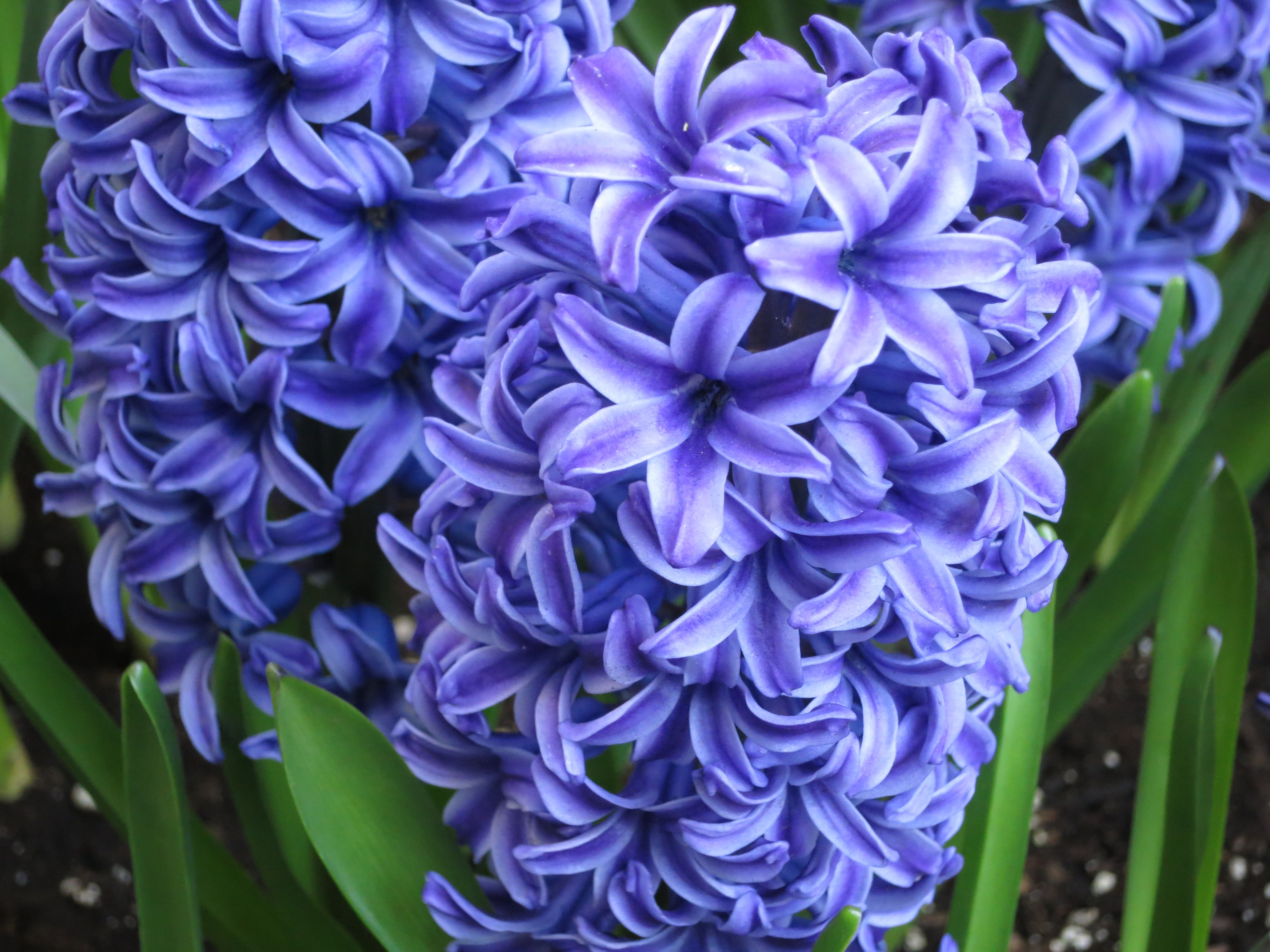 Hyacinth Wallpaper. Hyacinth Wallpaper