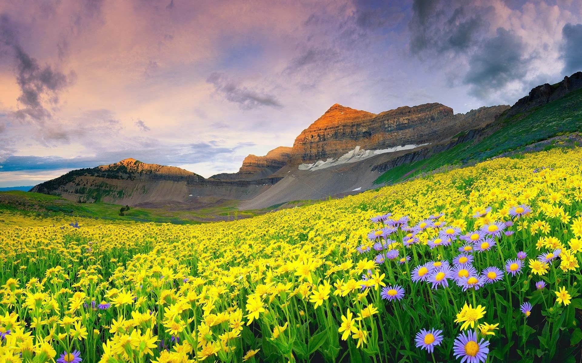 Field of Flowers Wallpaper. HD Beautiful Mountain Valley Of