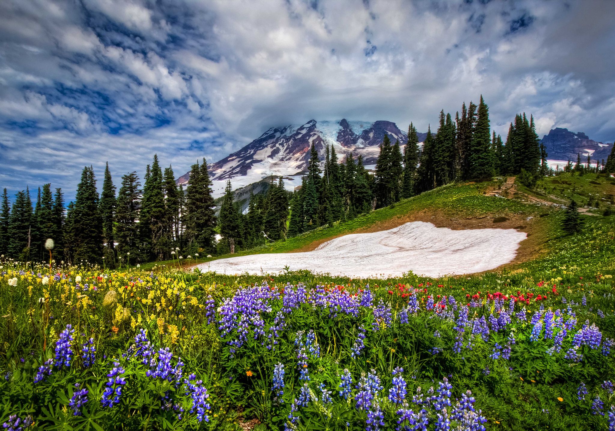 Wildflowers in the Mountains HD Wallpaper