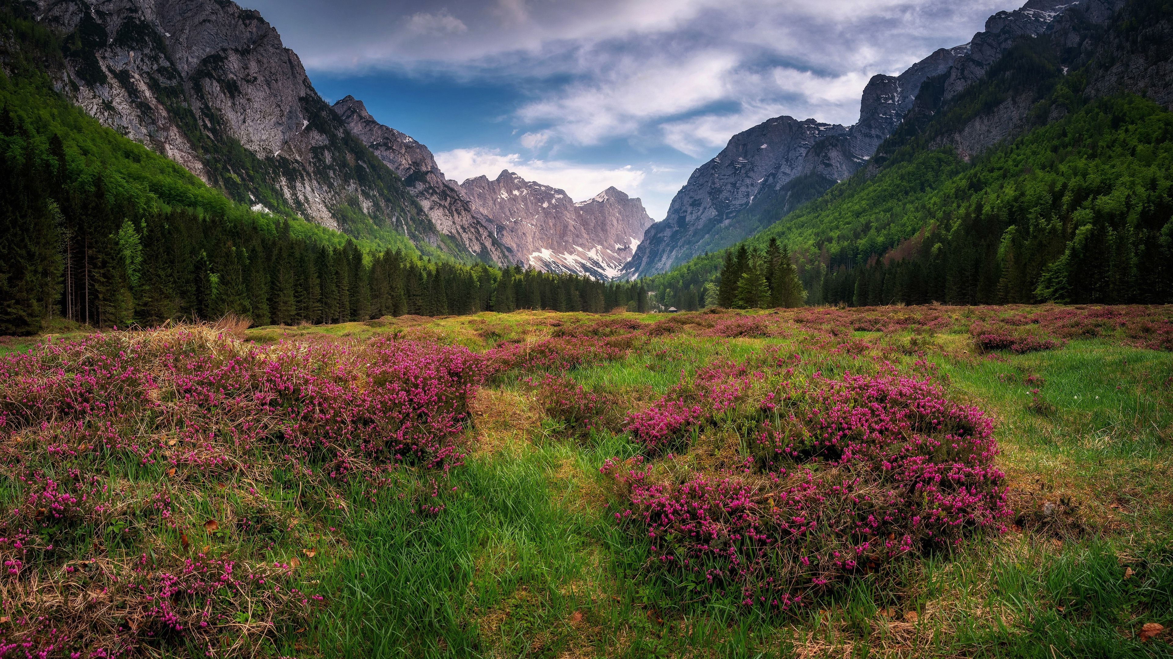 Wallpaper The Dolomites, Alps, mountains, forest, grass
