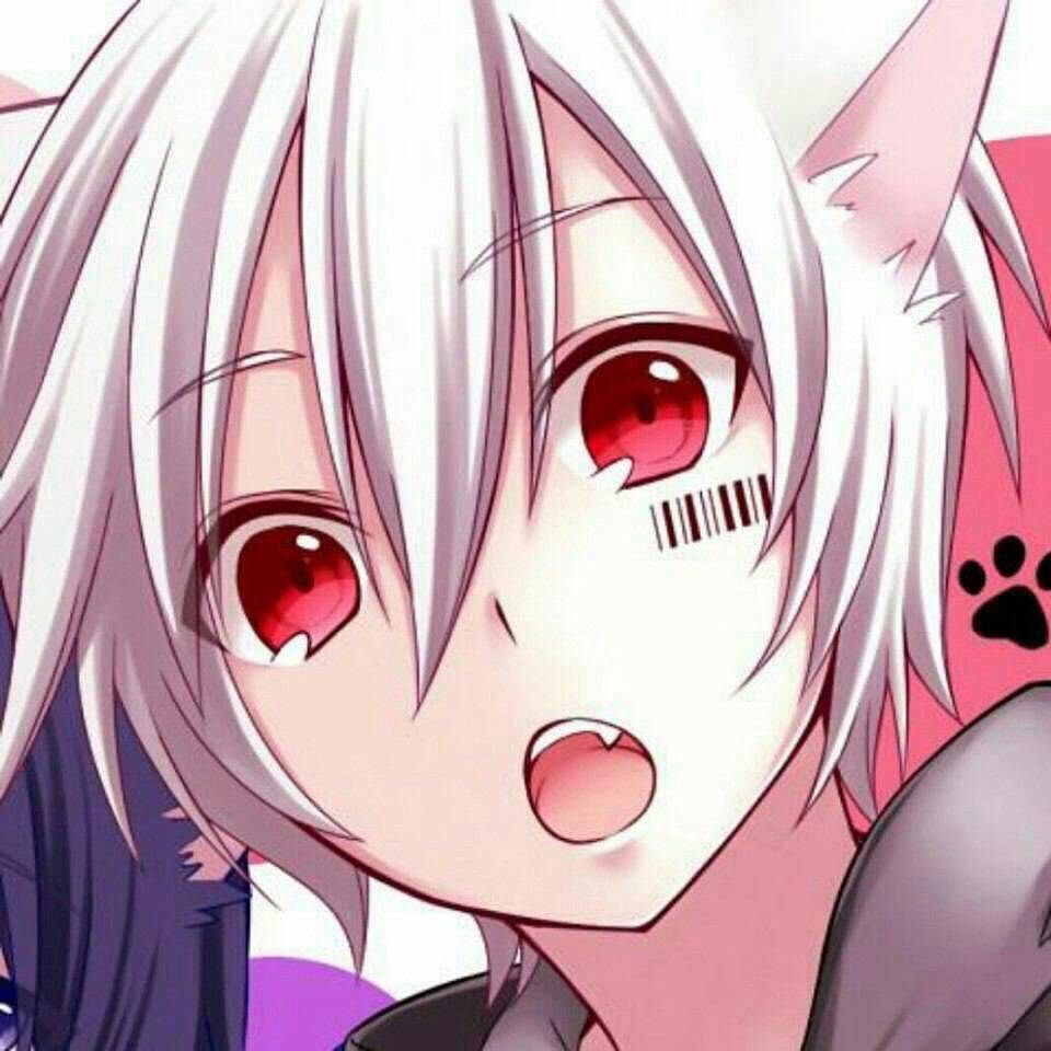 Anime Cat Boy posted by Michelle Walker cute anime cat boy HD phone  wallpaper  Pxfuel