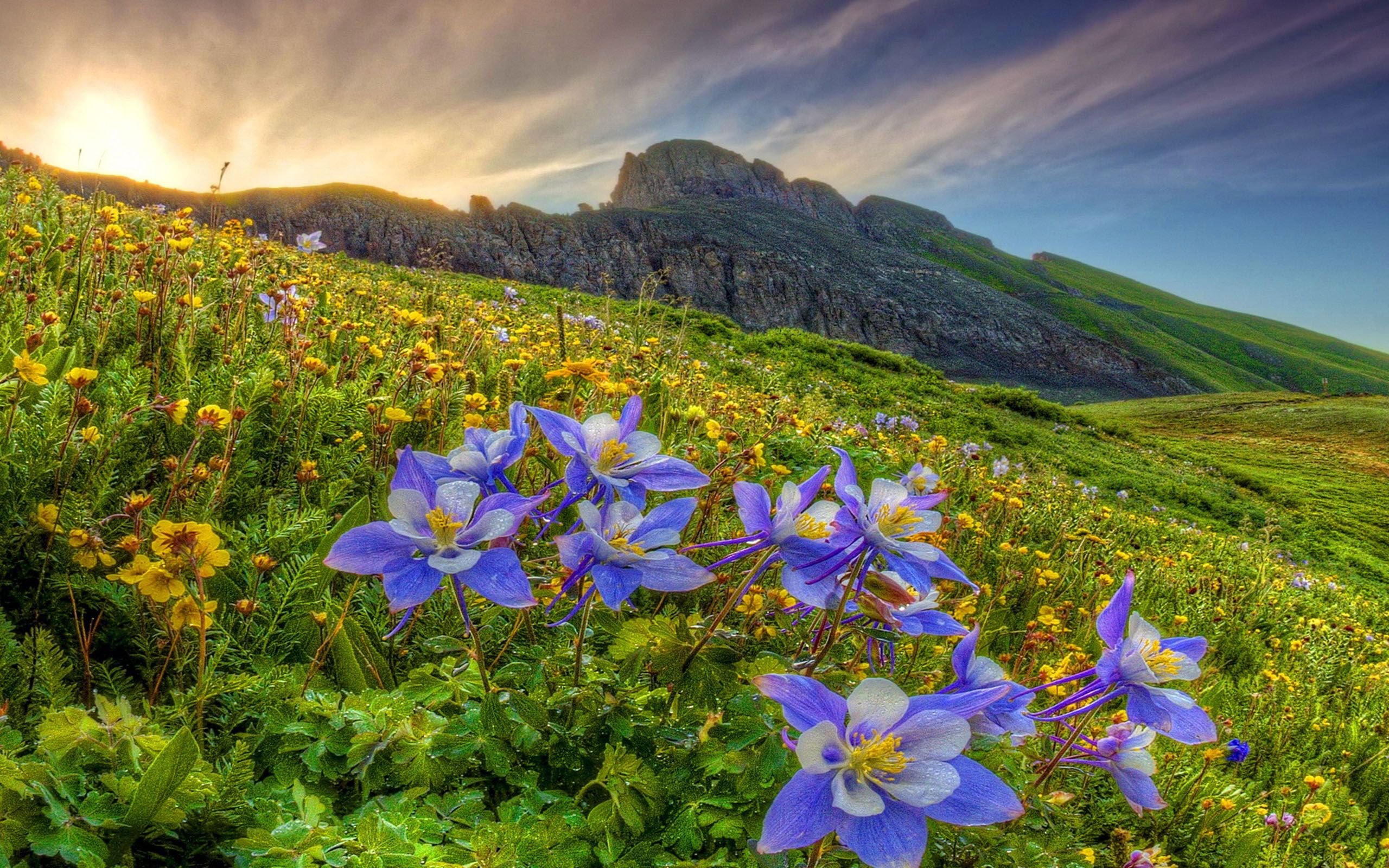 Красивые горные цветы фото
