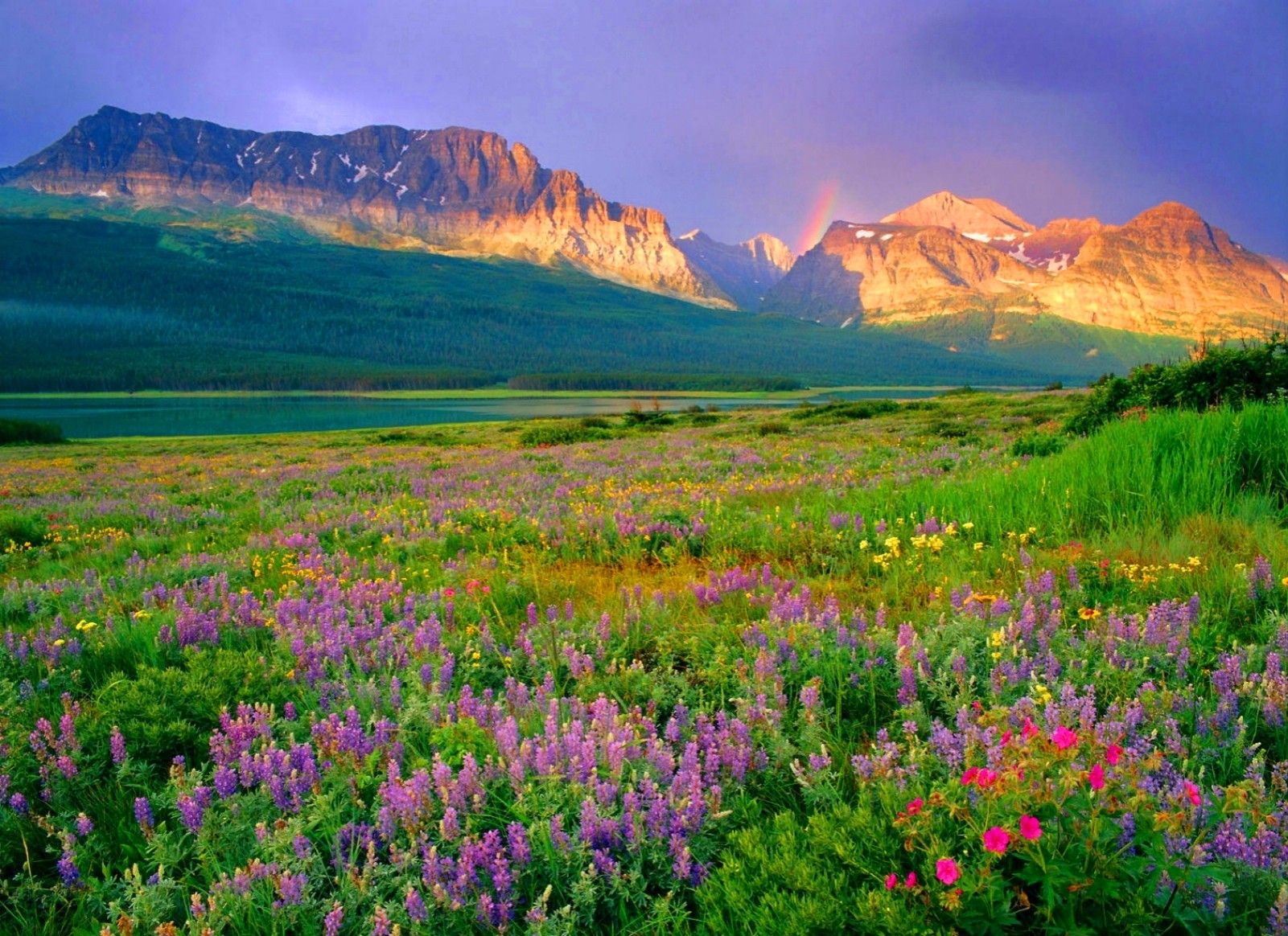 Flowers Park Montana Mountains National Beautiful Wildflowers