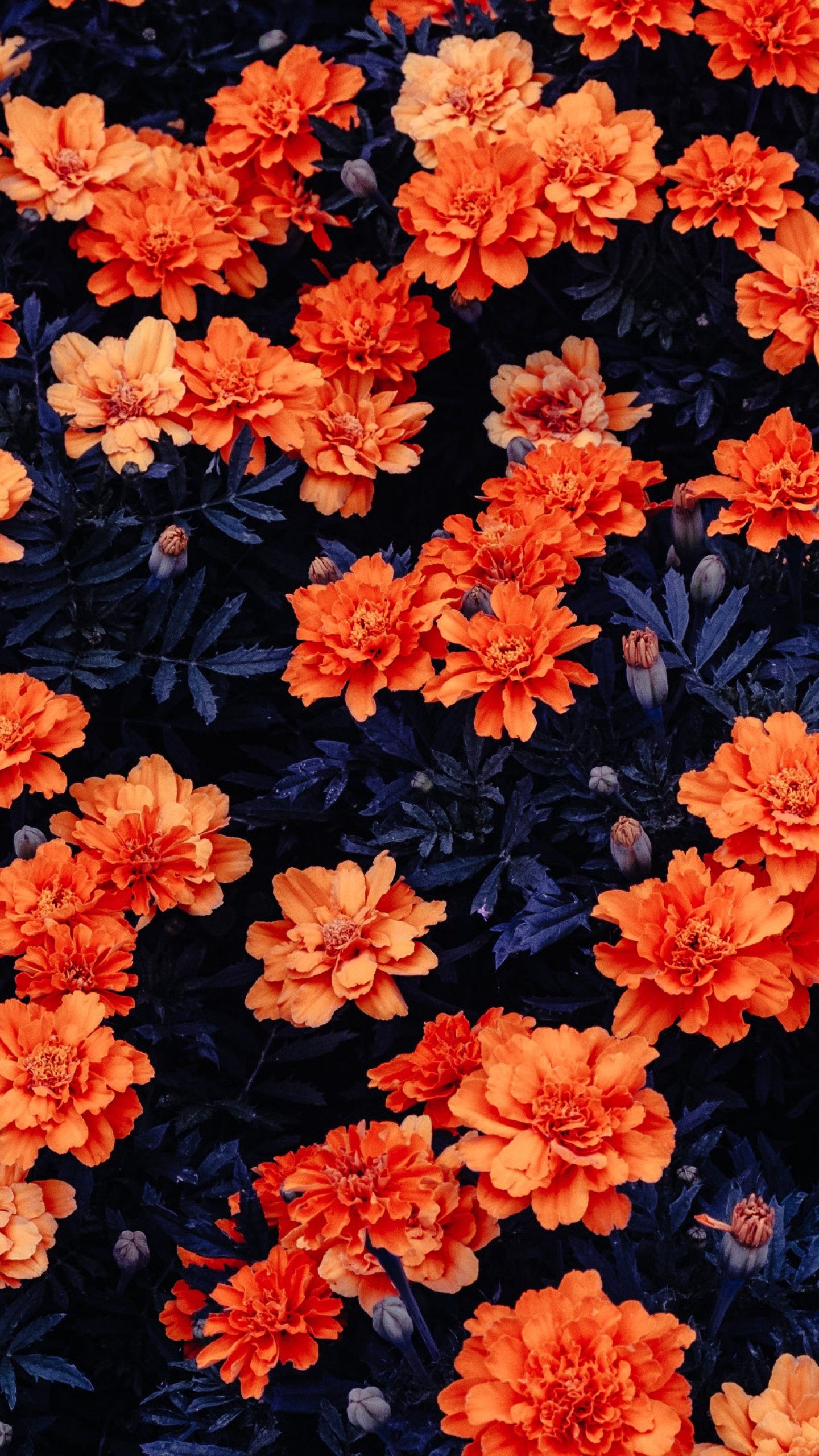 Wallpaper Orange flowers, Flower garden, Kali Linux, Stock, HD