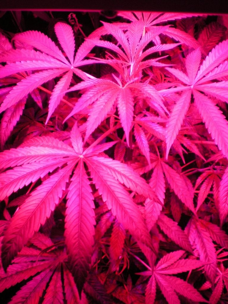 Free download Pink Weed Leaf Wallpapers Medical cannabis gro5jpg [1632x1224] for your Desktop, Mobile & Tablet