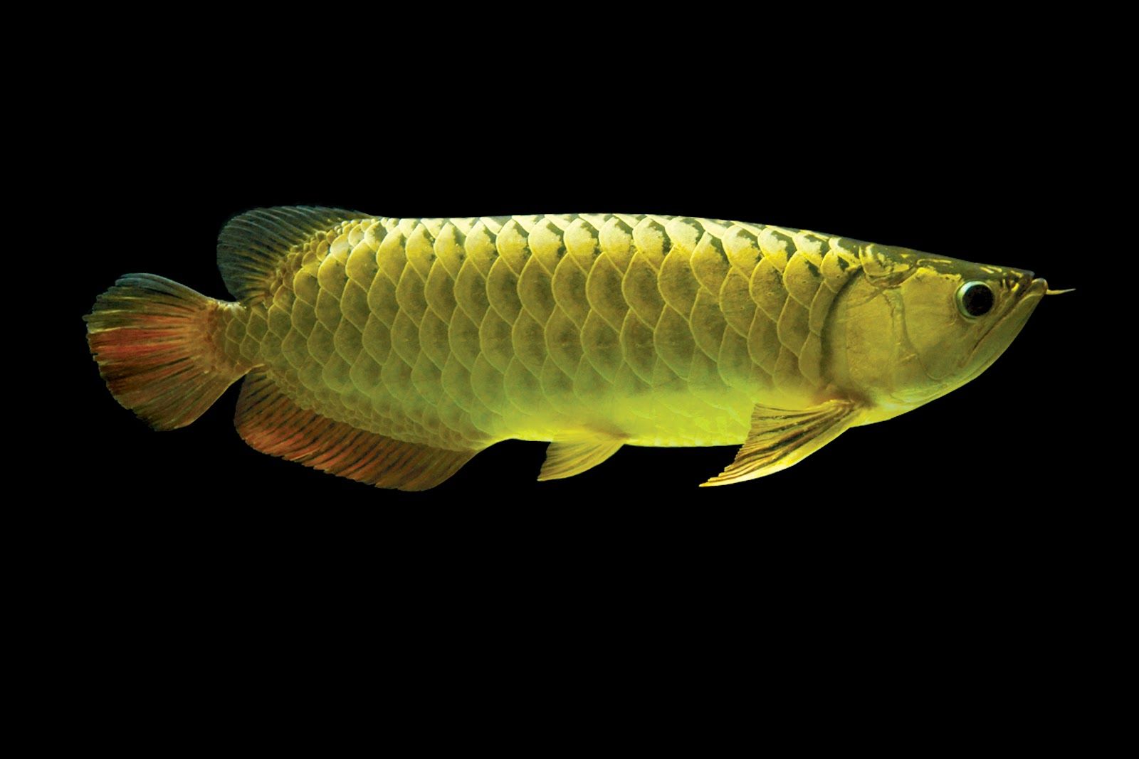 Arowana Wallpaper. Arowana Wallpaper