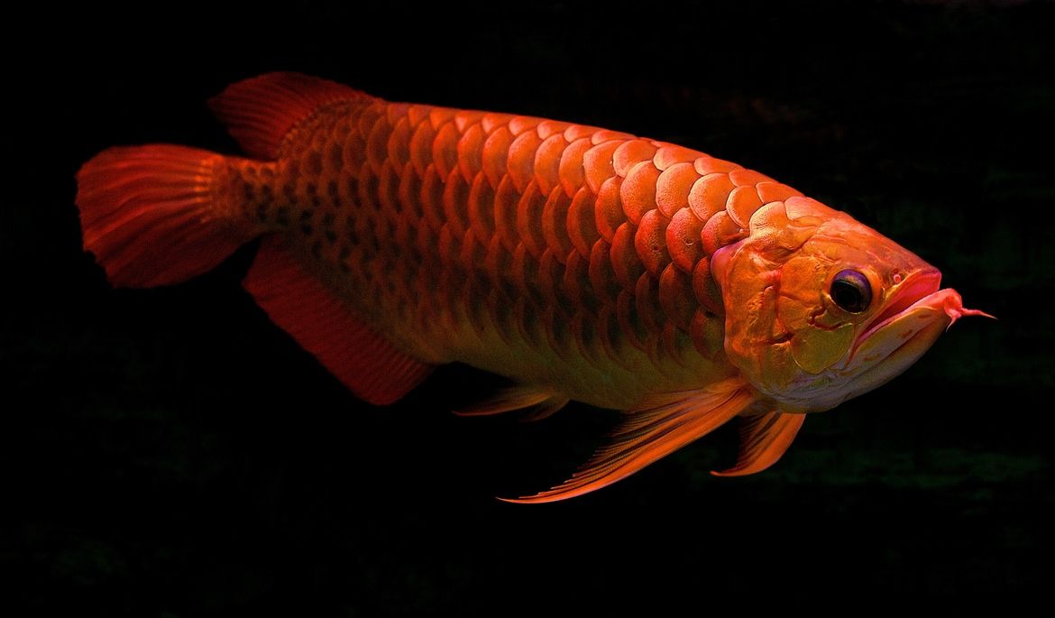 Free download Red Arowana photo and wallpaper Cute Red Arowana picture [1170x685] for your Desktop, Mobile & Tablet. Explore Red Fish Wallpaper. Fish Wallpaper for Desktop, Fish Tank Wallpaper