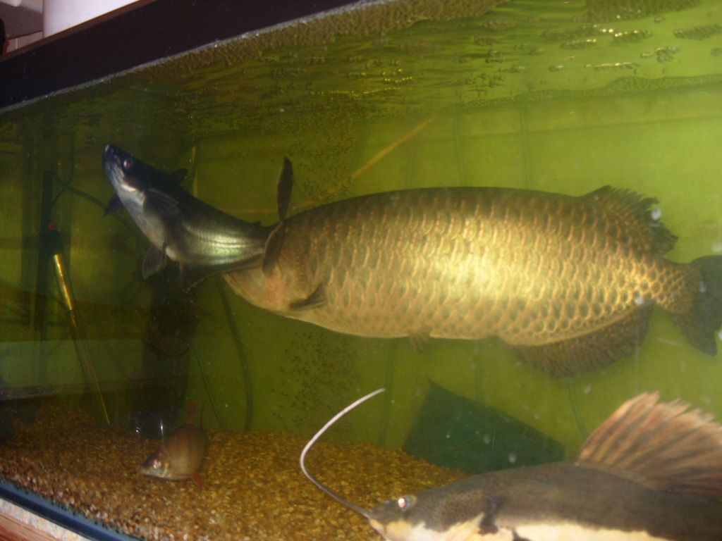 Jardini Arowana 20 Inches Sold Sold Jardini Arowana