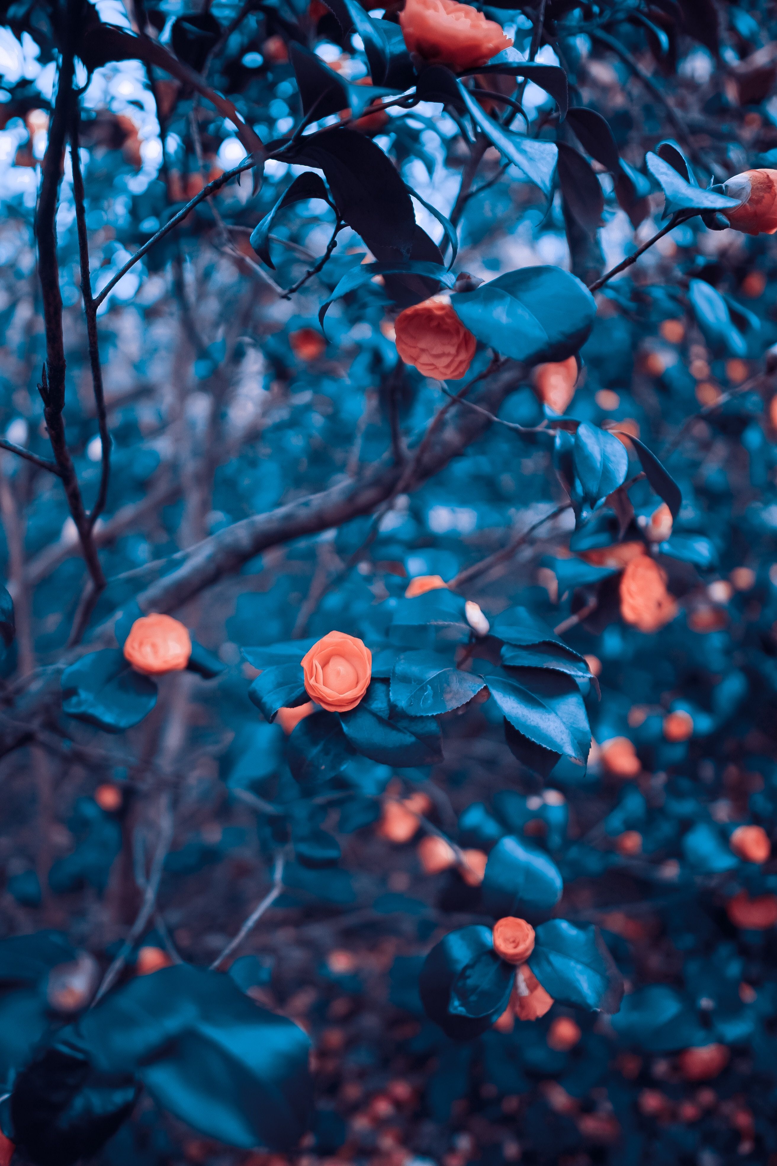 Download wallpaper 2624x3936 roses, garden, bush, tree, blur HD