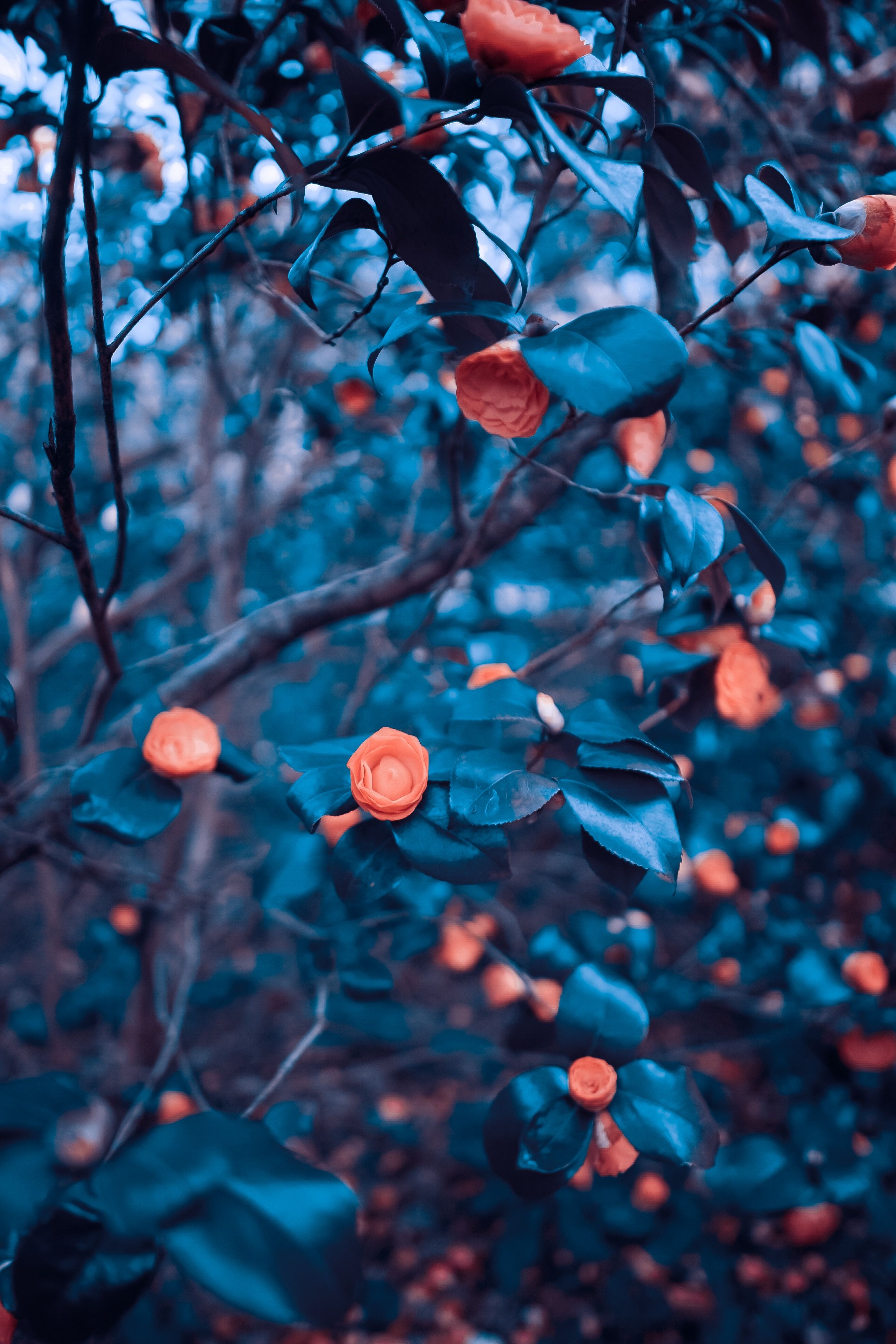 Blur HD Wallpapers Wallpaper Cave