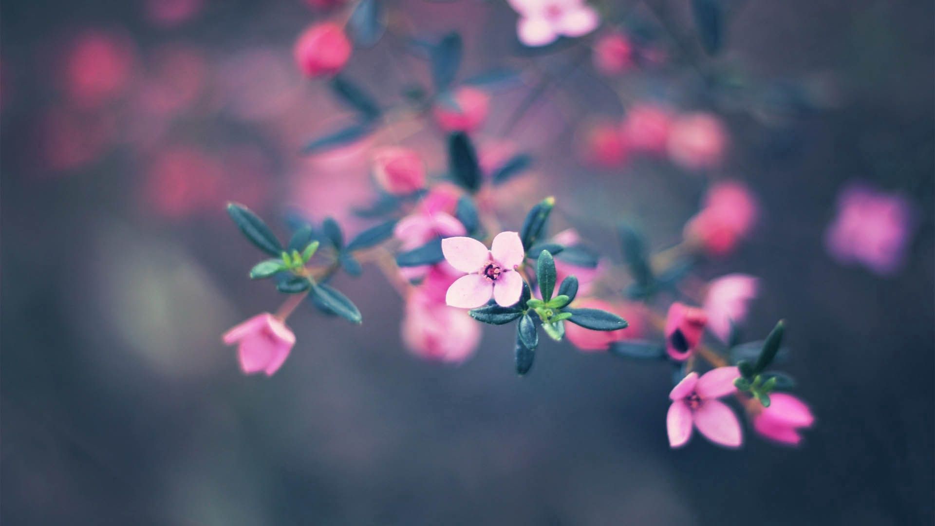 Download wallpaper 1920x1080 flowers, bloom, blur HD background