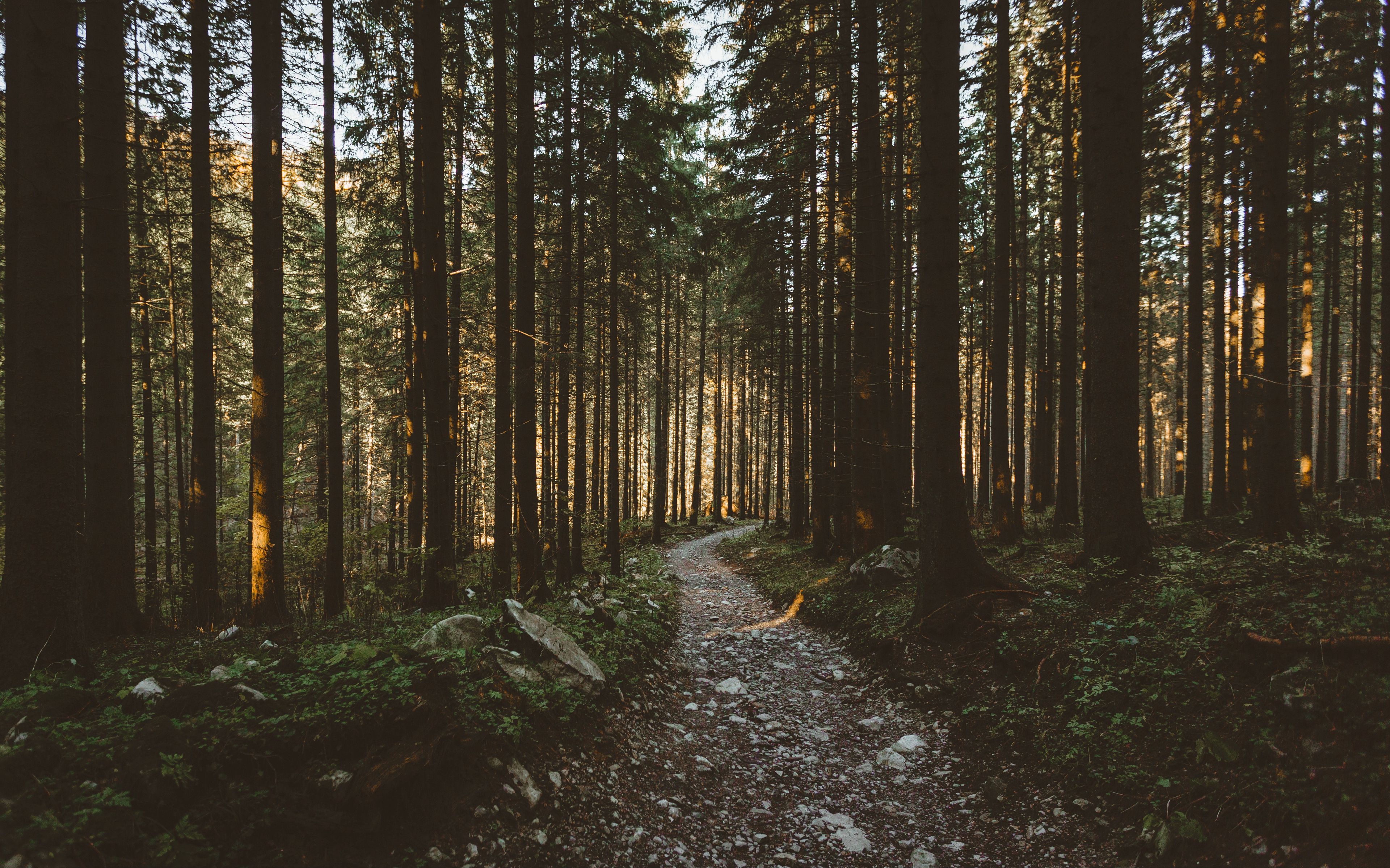 Download wallpaper 3840x2400 forest, pathway, trees, sunlight 4k