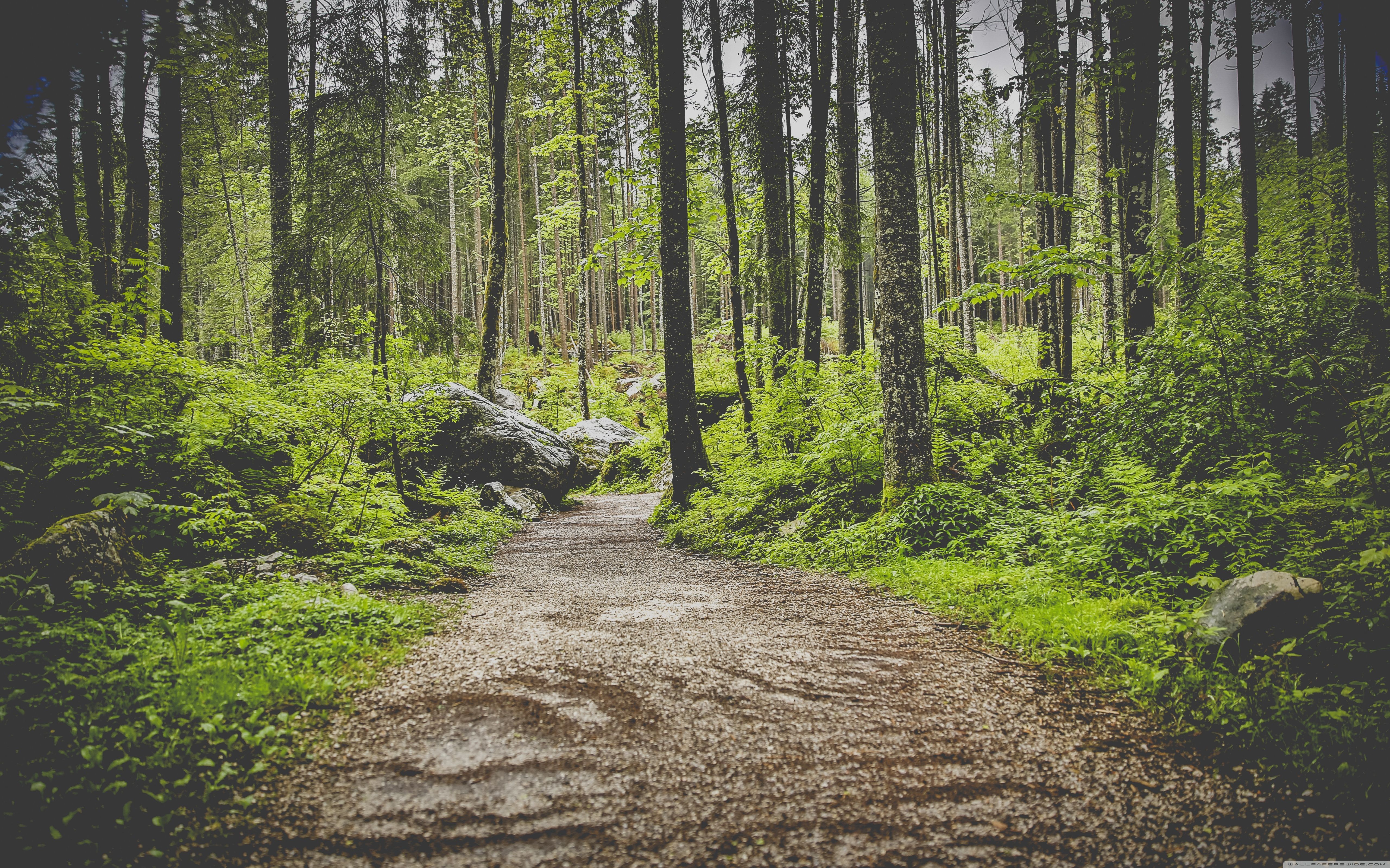 Download Forest Pathway UltraHD Wallpaper