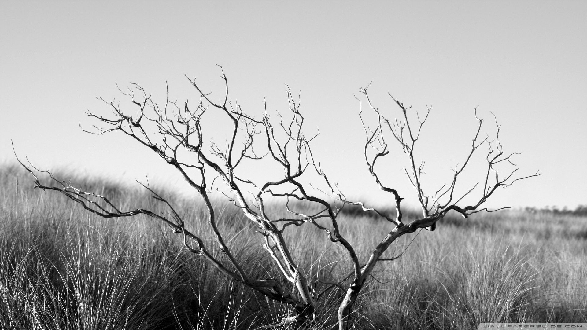 Download Dry Tree Black And White UltraHD Wallpaper