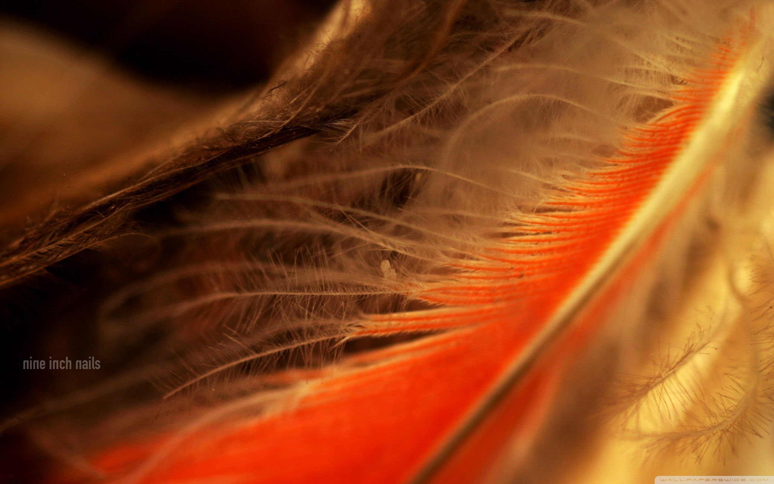 Orange Feather Wallpaper