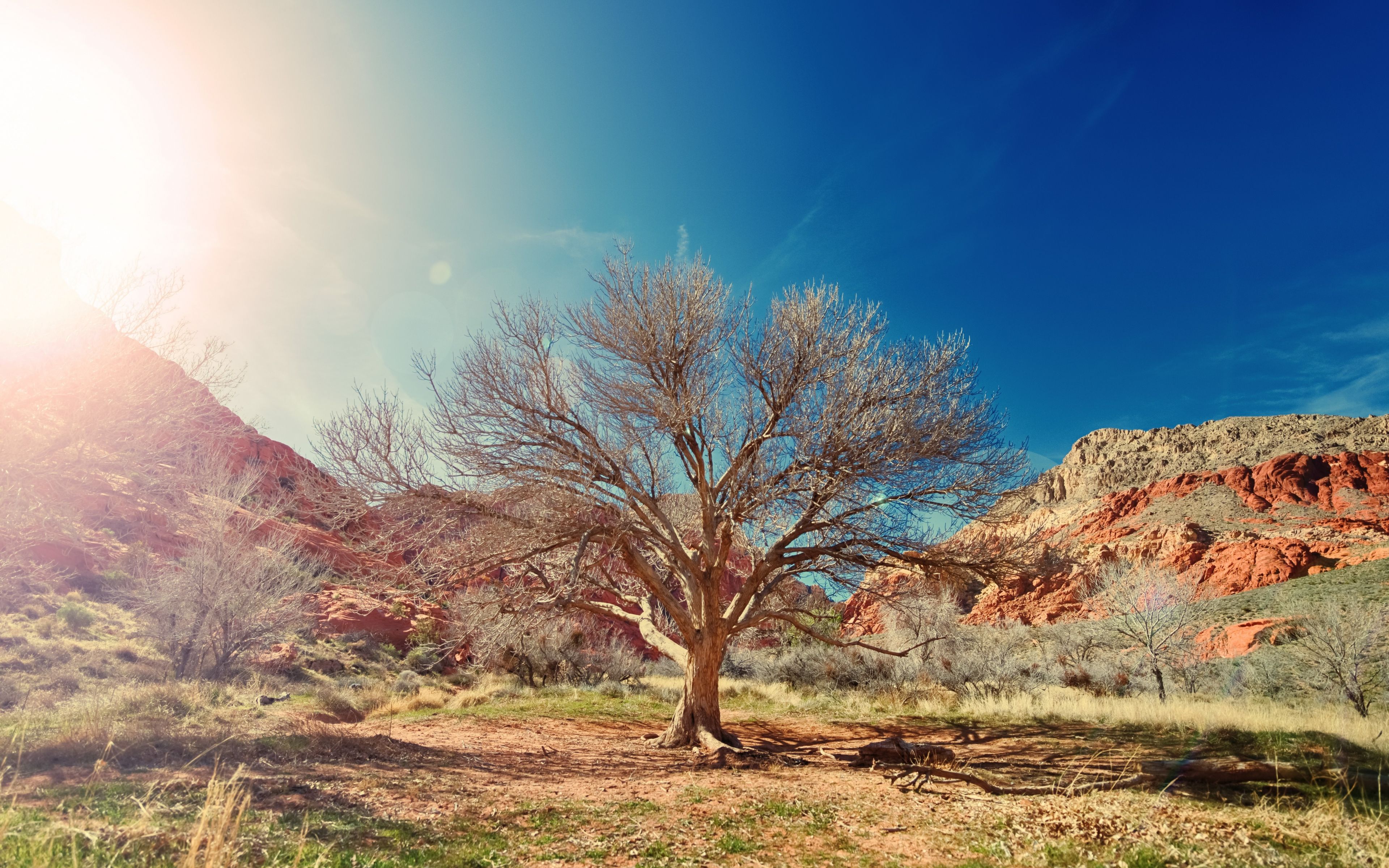 Download 3840x2400 wallpaper dry tree, desert, nature, sunlight