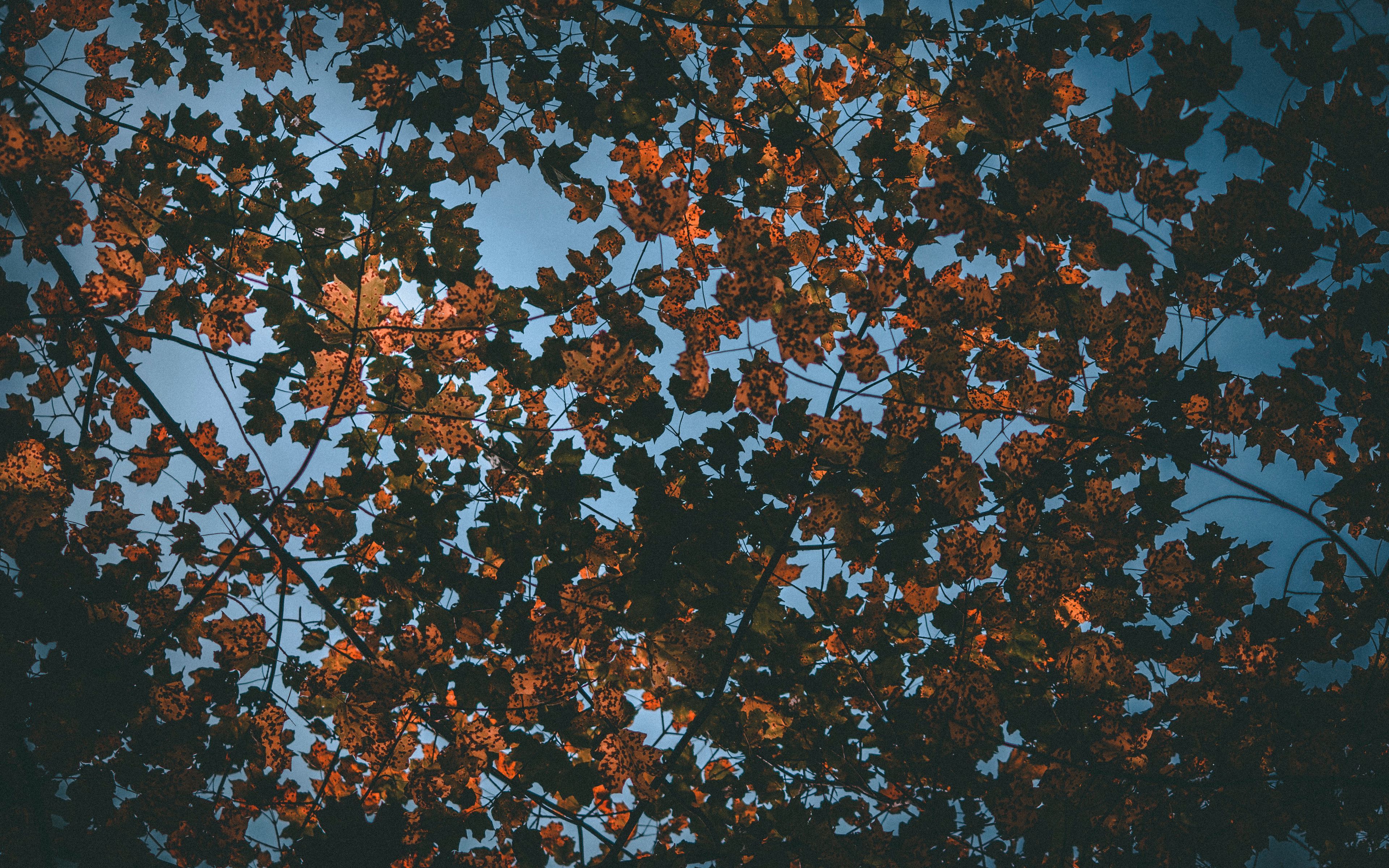 Download wallpaper 3840x2400 leaves, autumn, dry, sky 4k ultra HD