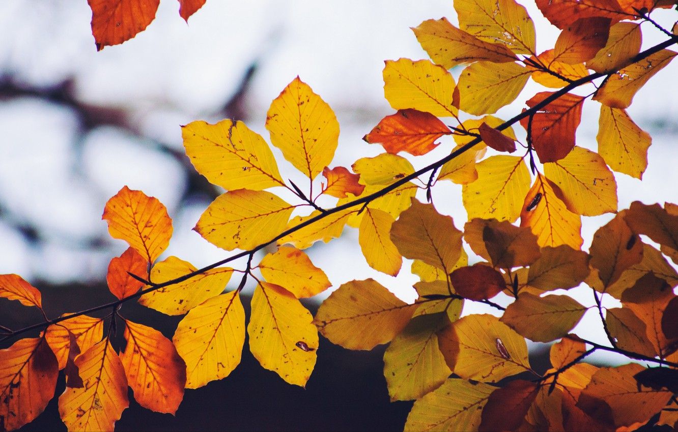 Wallpaper wallpaper, nature, yellow, autumn, leaves, macro, orange, blur, branch, dry, 4k ultra HD background image for desktop, section природа