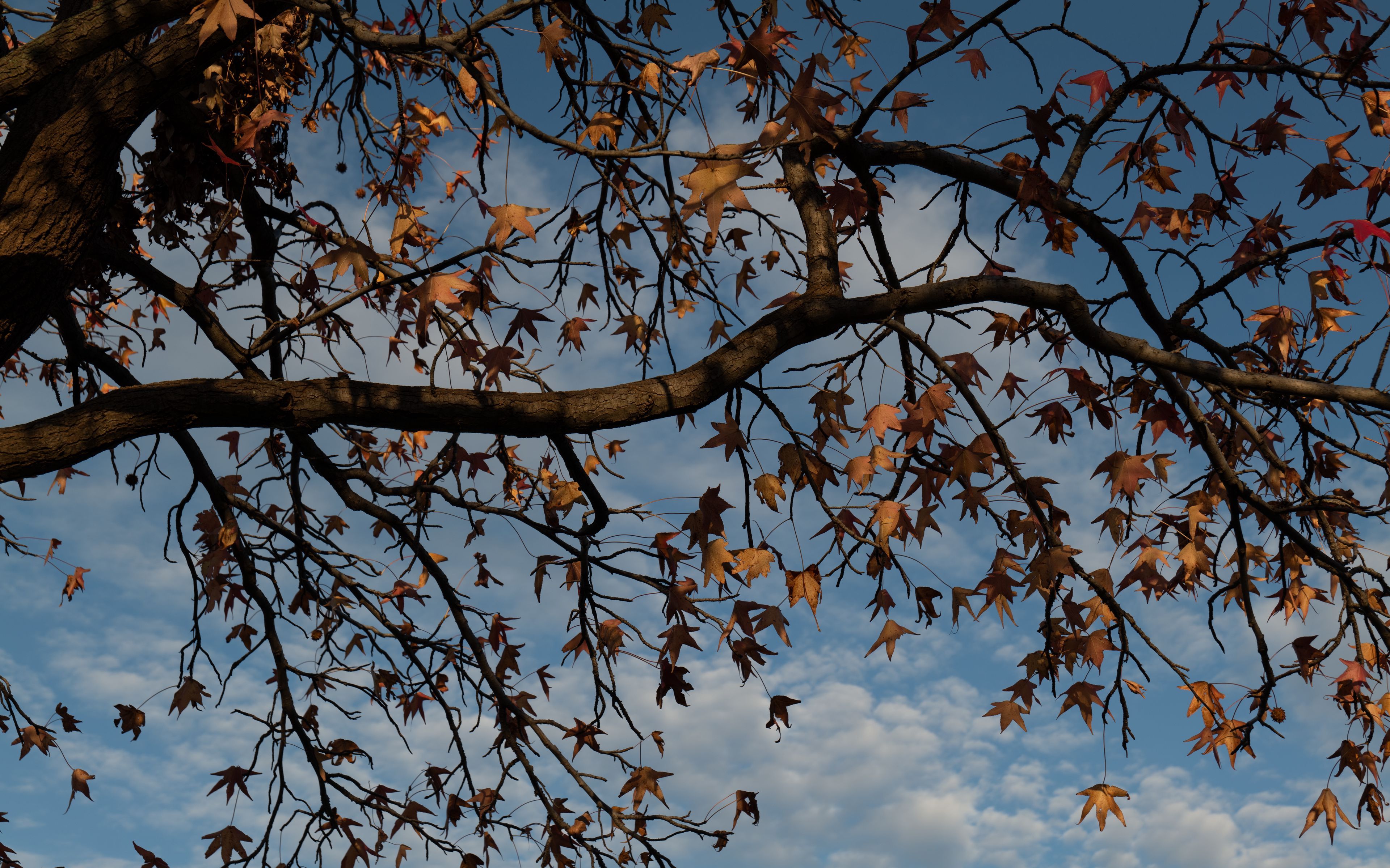 Download wallpaper 3840x2400 tree, branches, leaves, dry, autumn