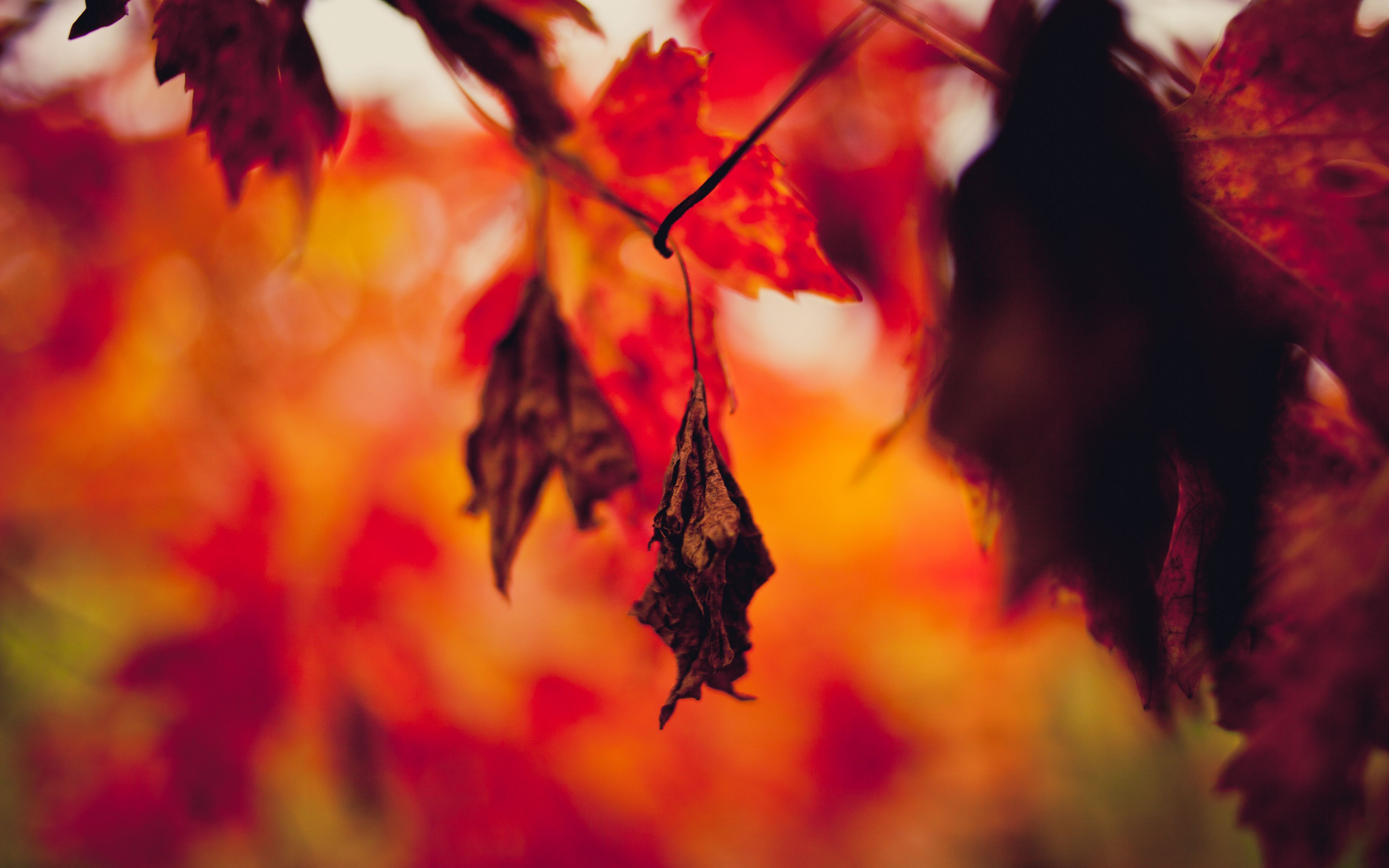 Download wallpaper 3840x2400 leaf, dry, autumn, branches, blur 4k