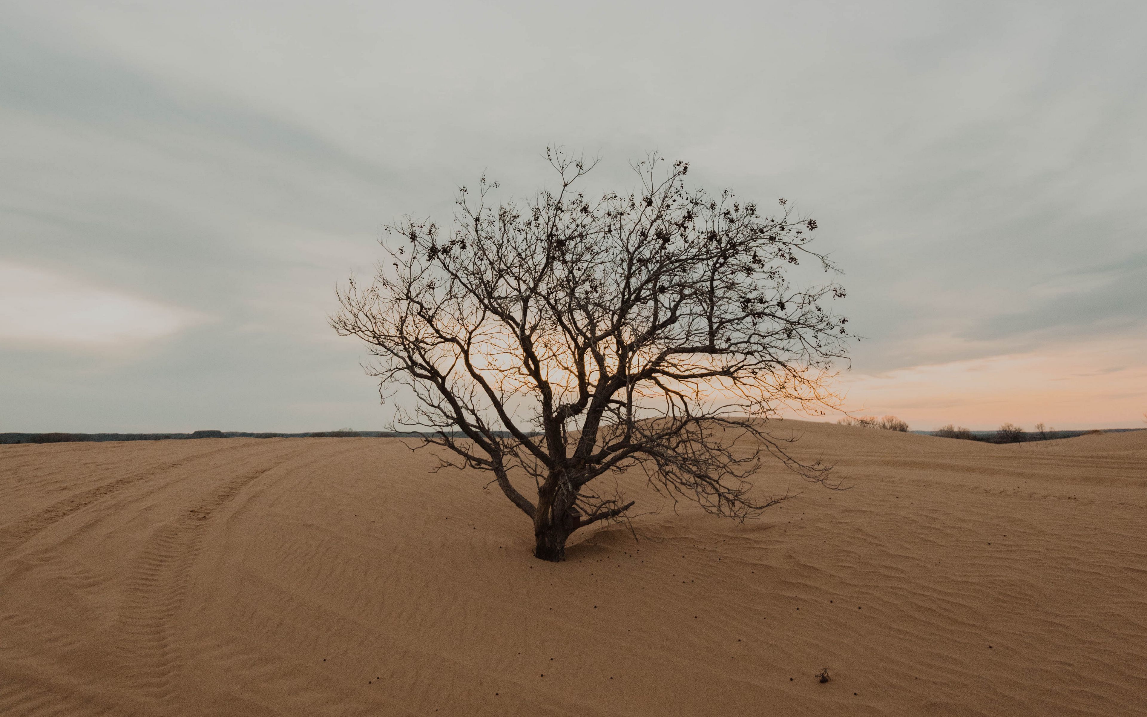 Download wallpaper 3840x2400 tree, desert, sand, dry, lonely 4k