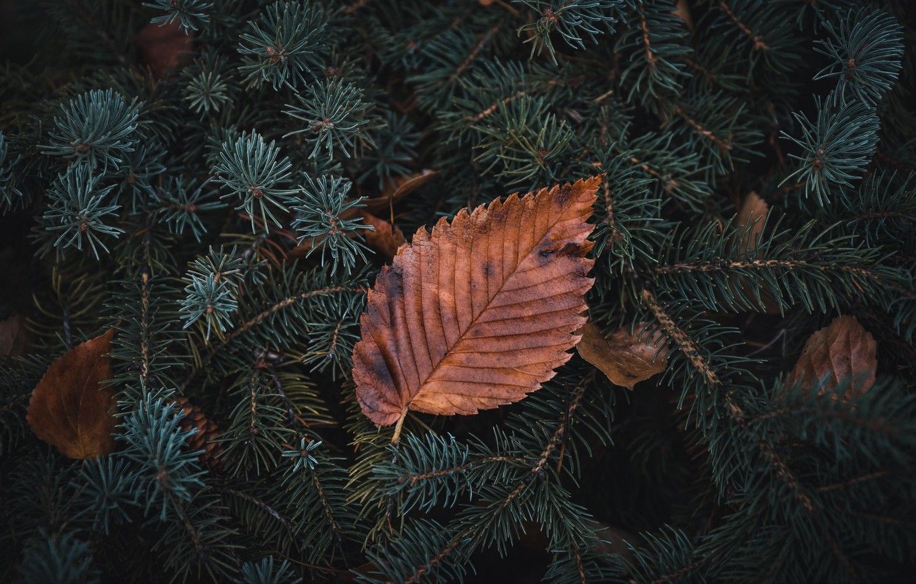 Wallpaper Close Up, Nature, Macro, Macro Nature, Blur, Leaf