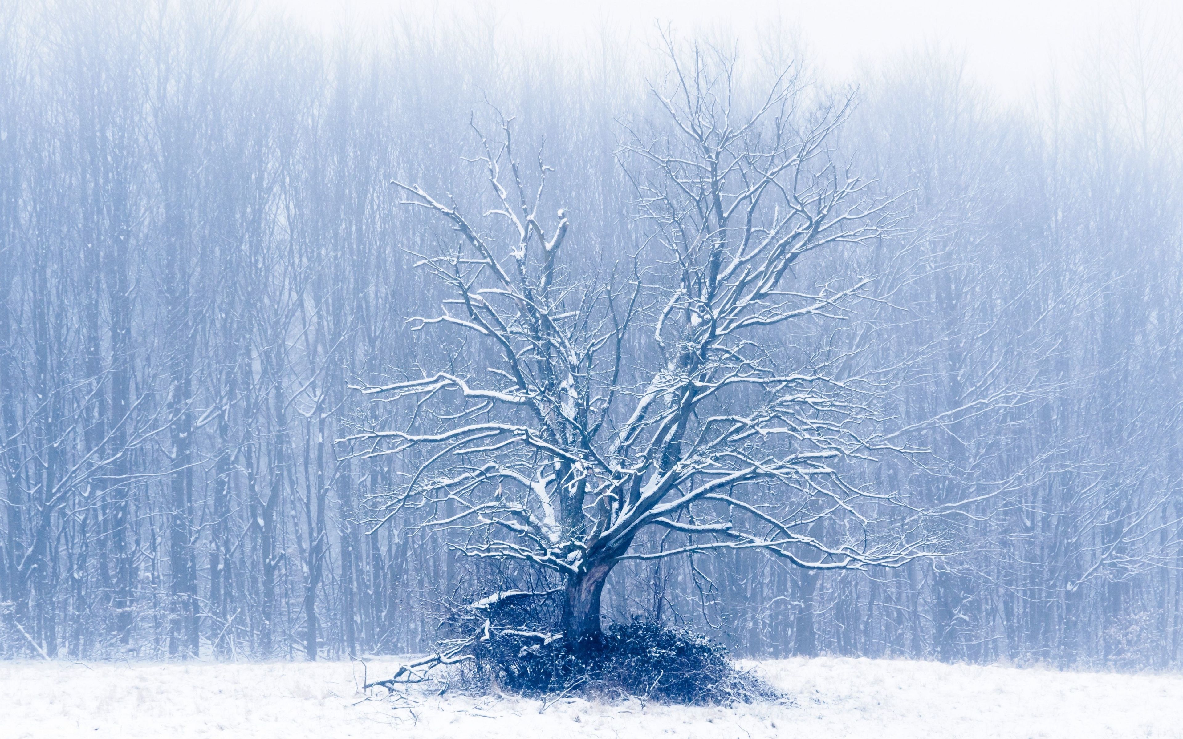 Download 3840x2400 wallpaper winter, tree, dry, 4k, ultra HD 16:10