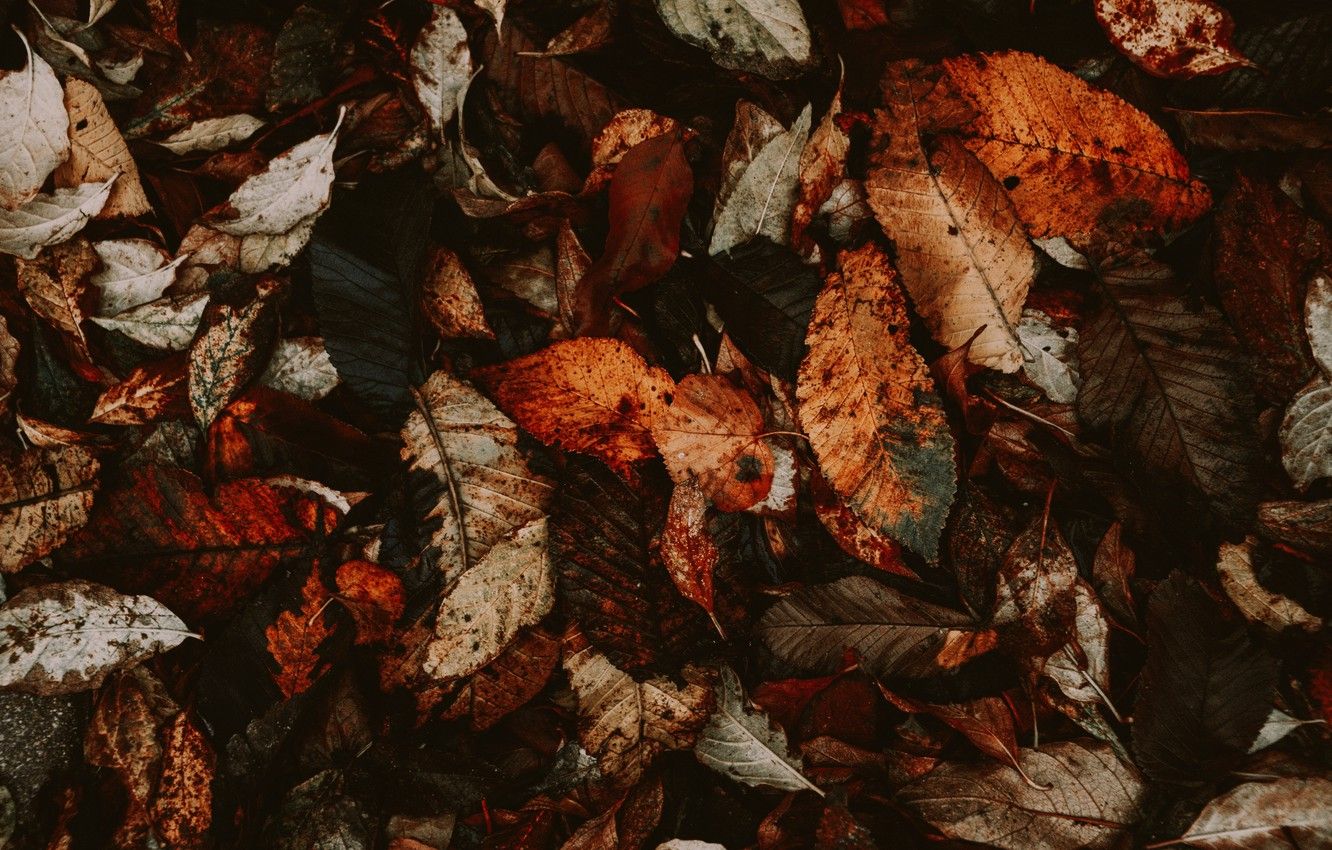Wallpaper nature, autumn, leaves, foliage, dry, fall, 4k ultra HD