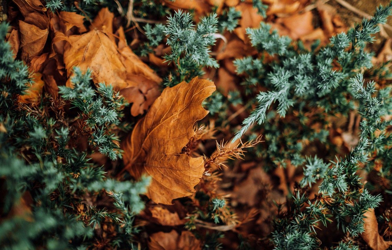 Wallpaper nature, autumn, leaves, macro, dry, needles, 4k ultra HD