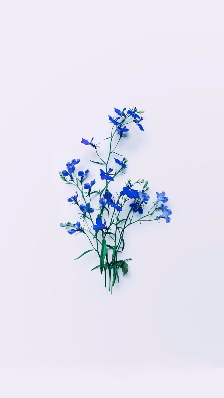 Aesthetics Blue Drawn Flower Wallpapers on WallpaperDog