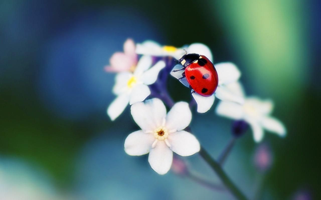 Ladybug Wallpaper. Ladybug Daisy