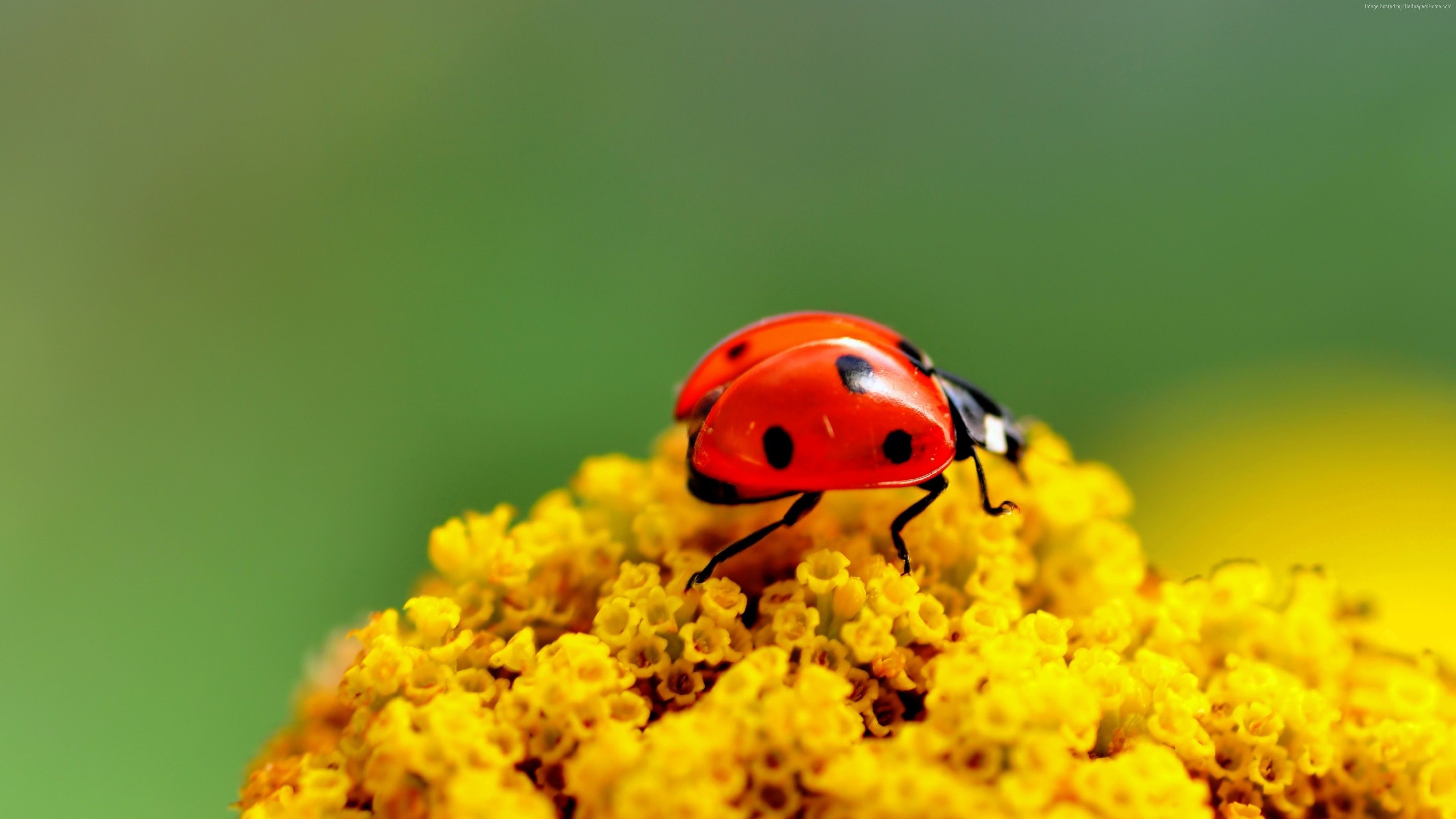 Wallpaper ladybug, 4k, Animals Wallpaper Download