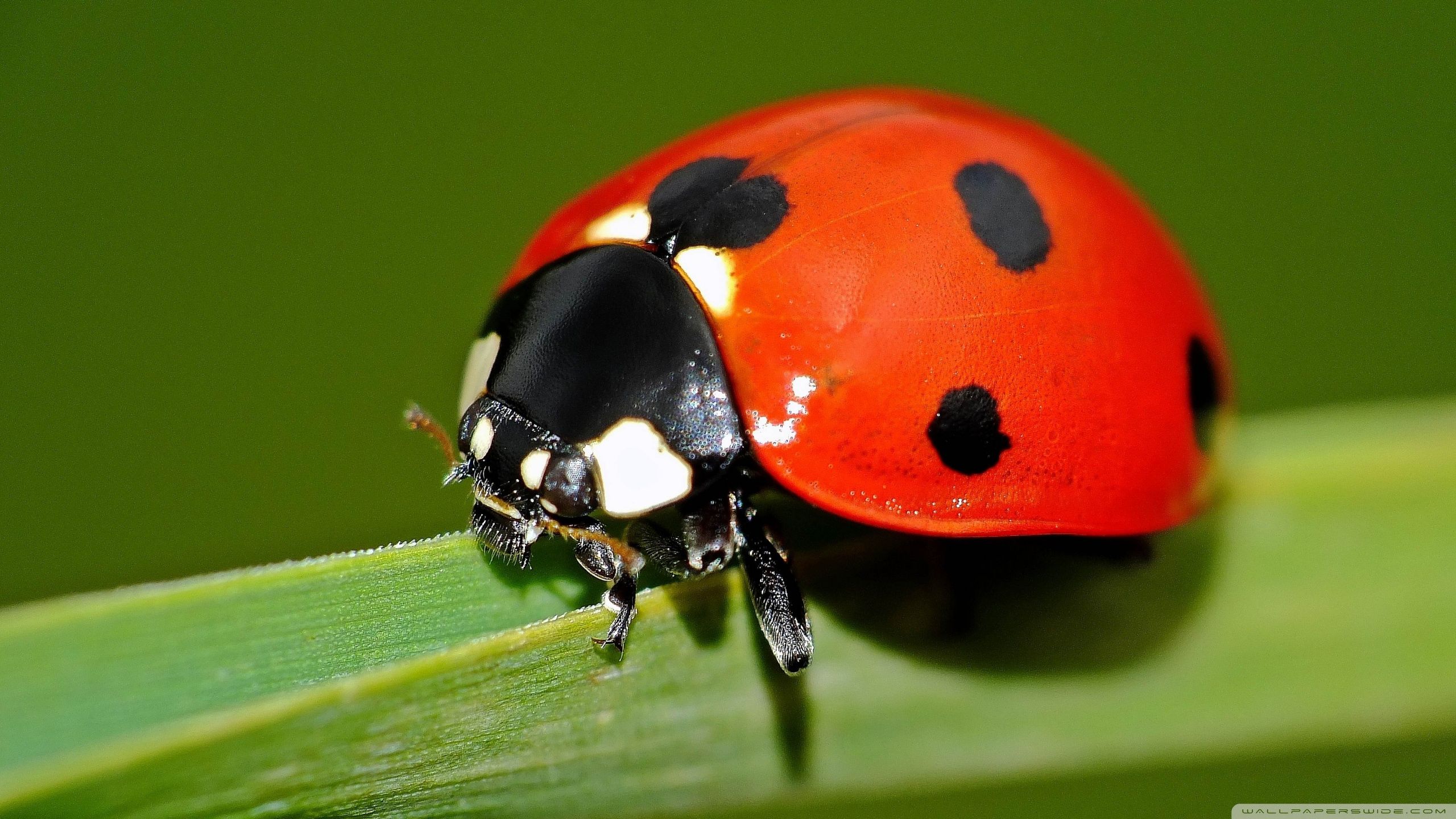 Adorable 41 Ladybird Image HD Quality. Ladybird, Ladybird image