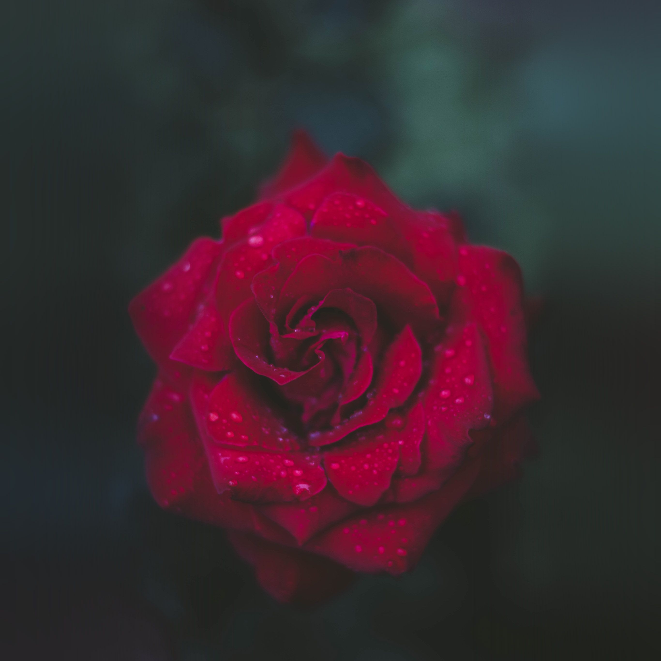 Rose Red Flower Nature Wallpaper