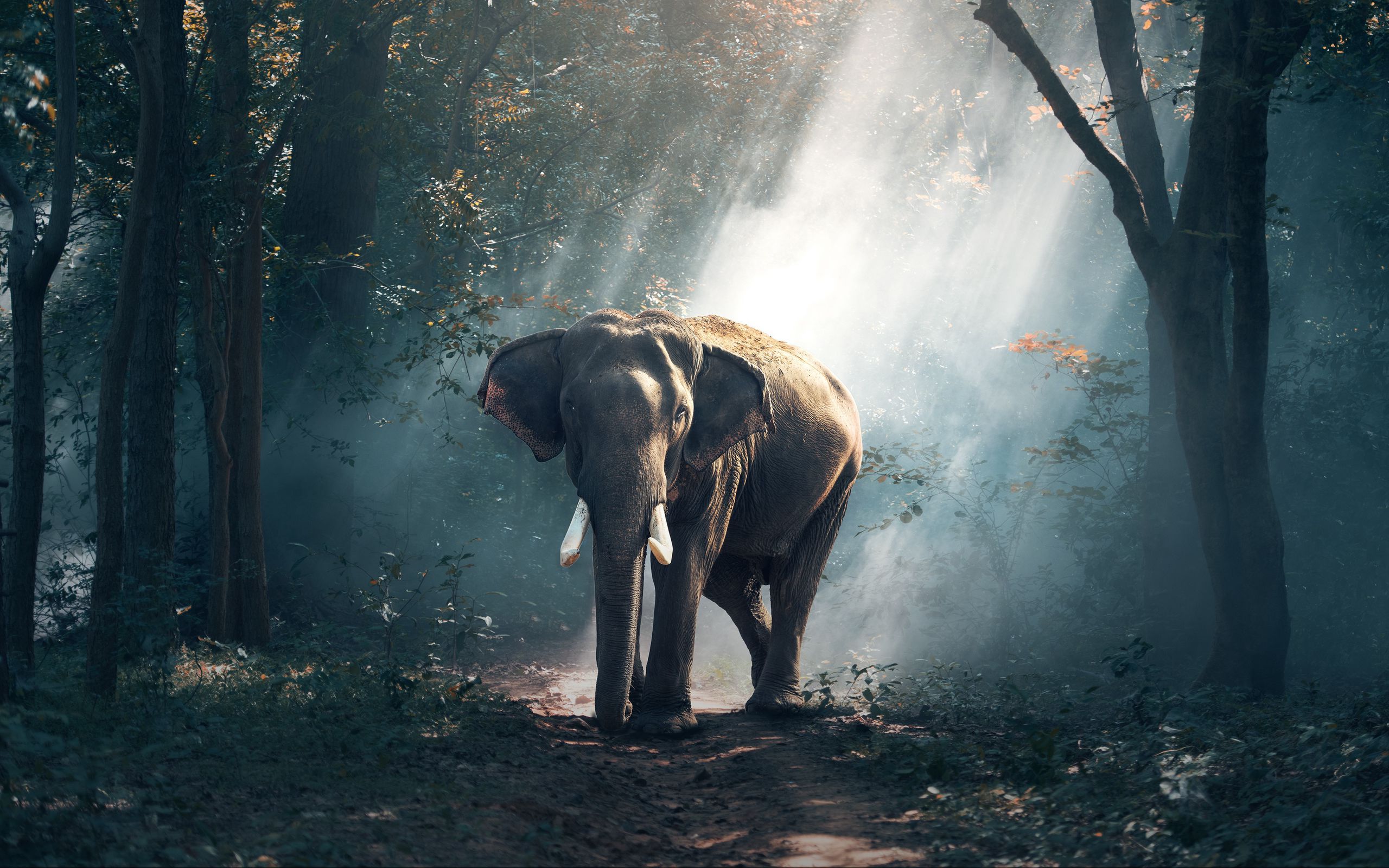 Download wallpaper 2560x1600 elephant, forest, trees, sunlight