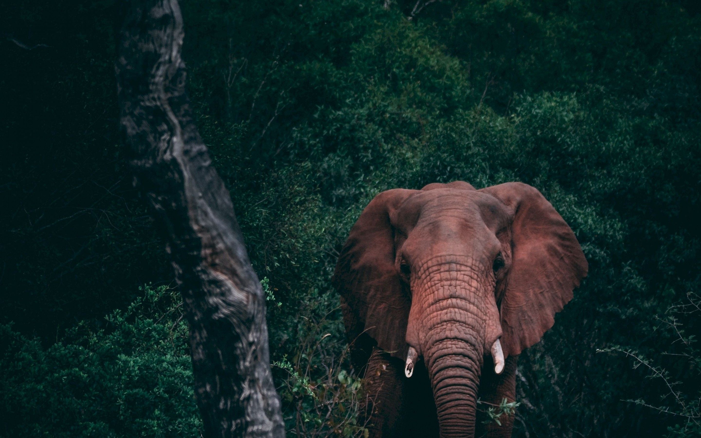 Download 2880x1800 Elephant, Wild, Forest, Trees Wallpaper