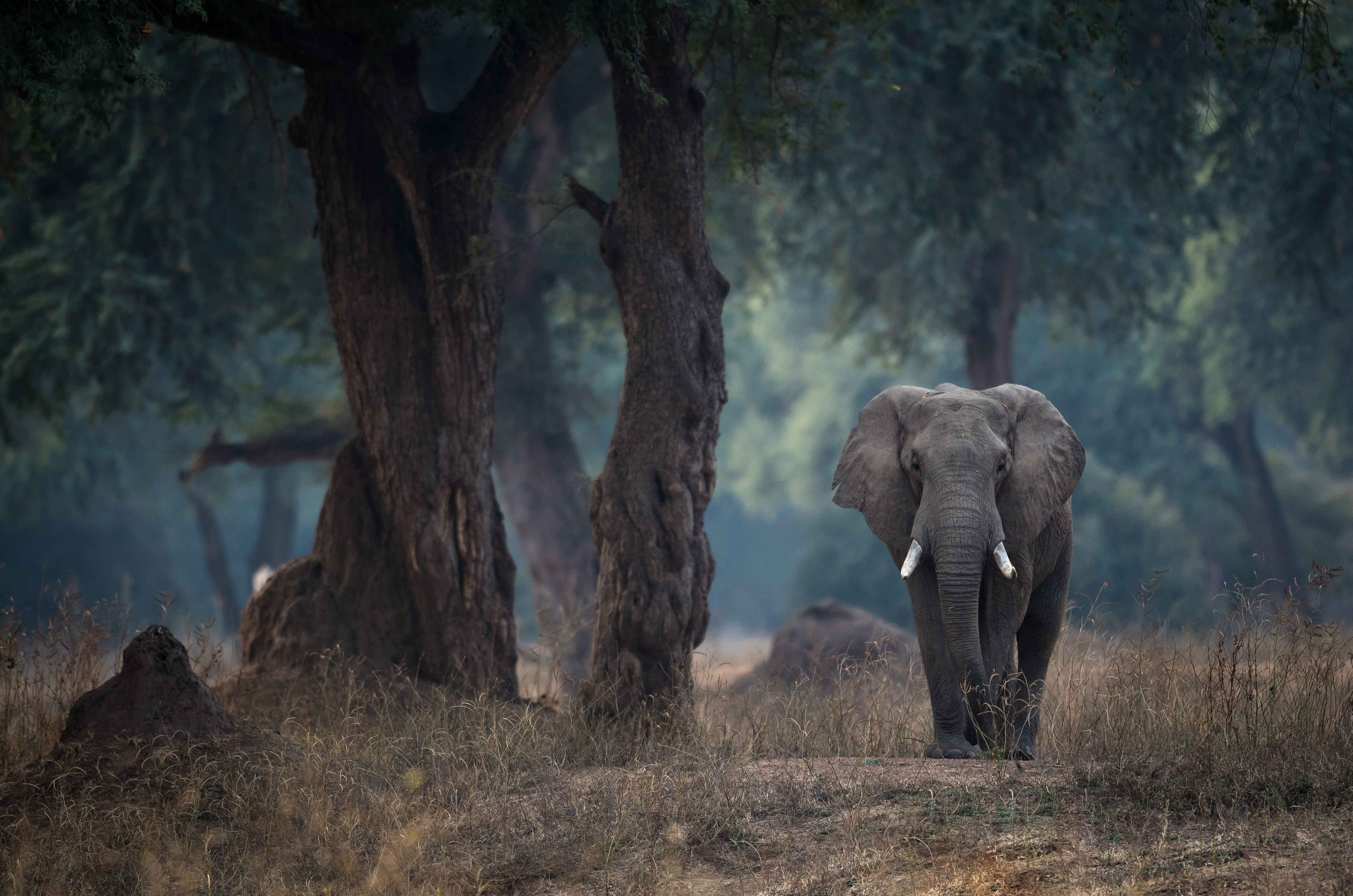 Lone elephant walkingest 4k Ultra HD Wallpaper
