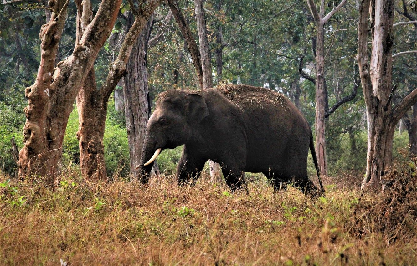 Wallpaper forest, trees, nature, elephant image for desktop