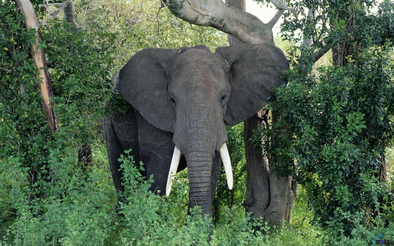 Jungle Animals Elephants African Elephant Bull Trees