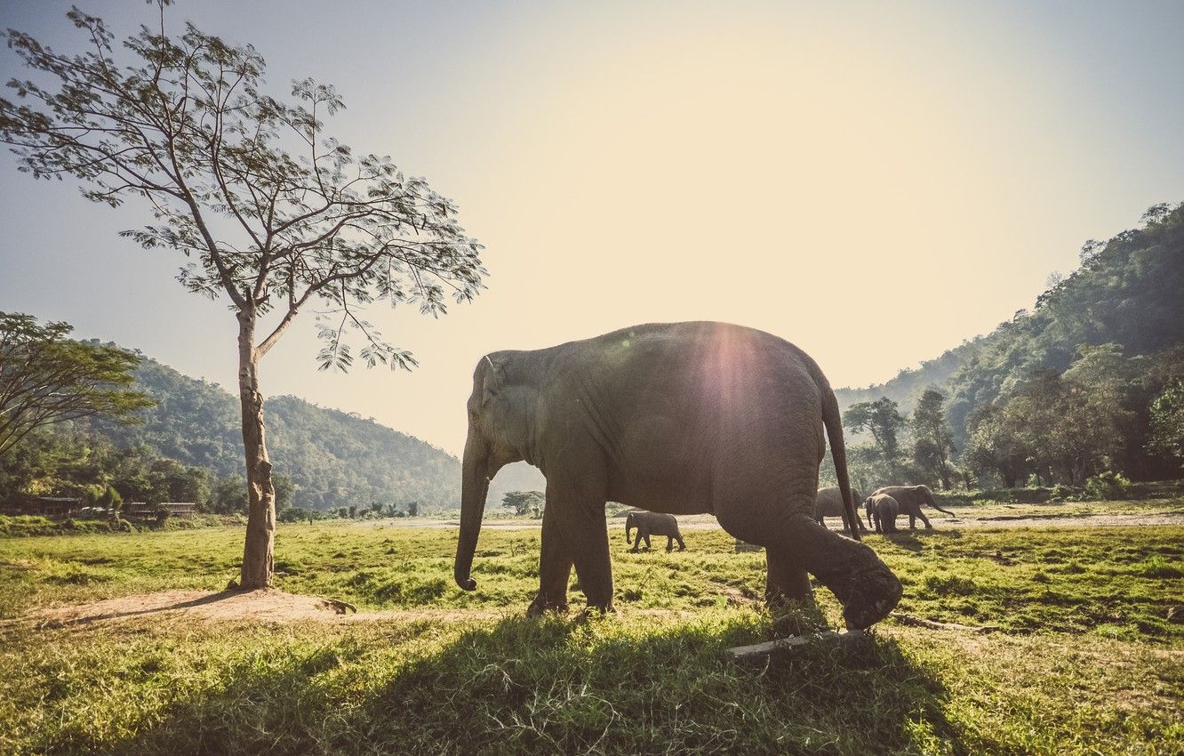 Wallpaper forest, animals, grass, rays, trees, elephants, the herd