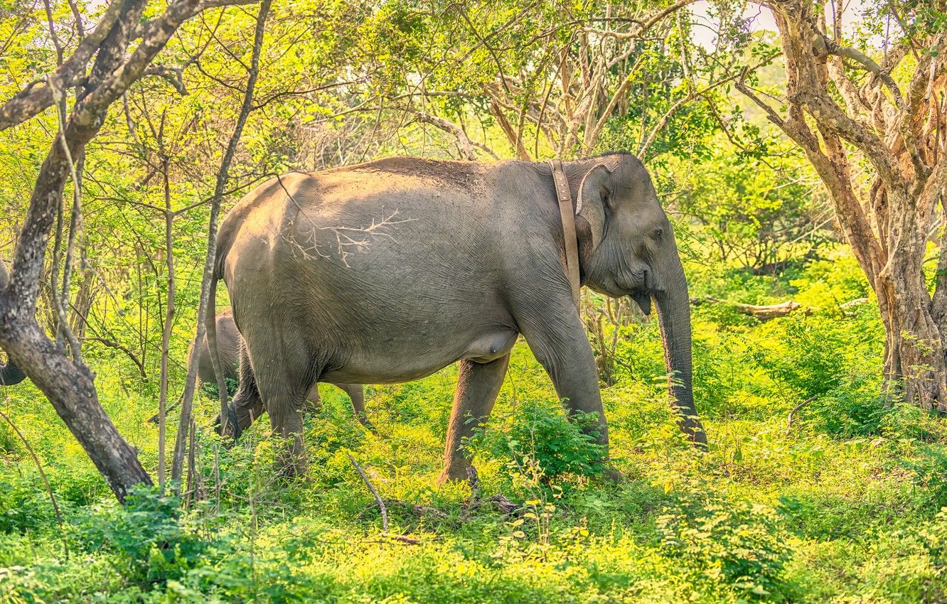 Wallpaper greens, forest, grass, the sun, trees, elephants