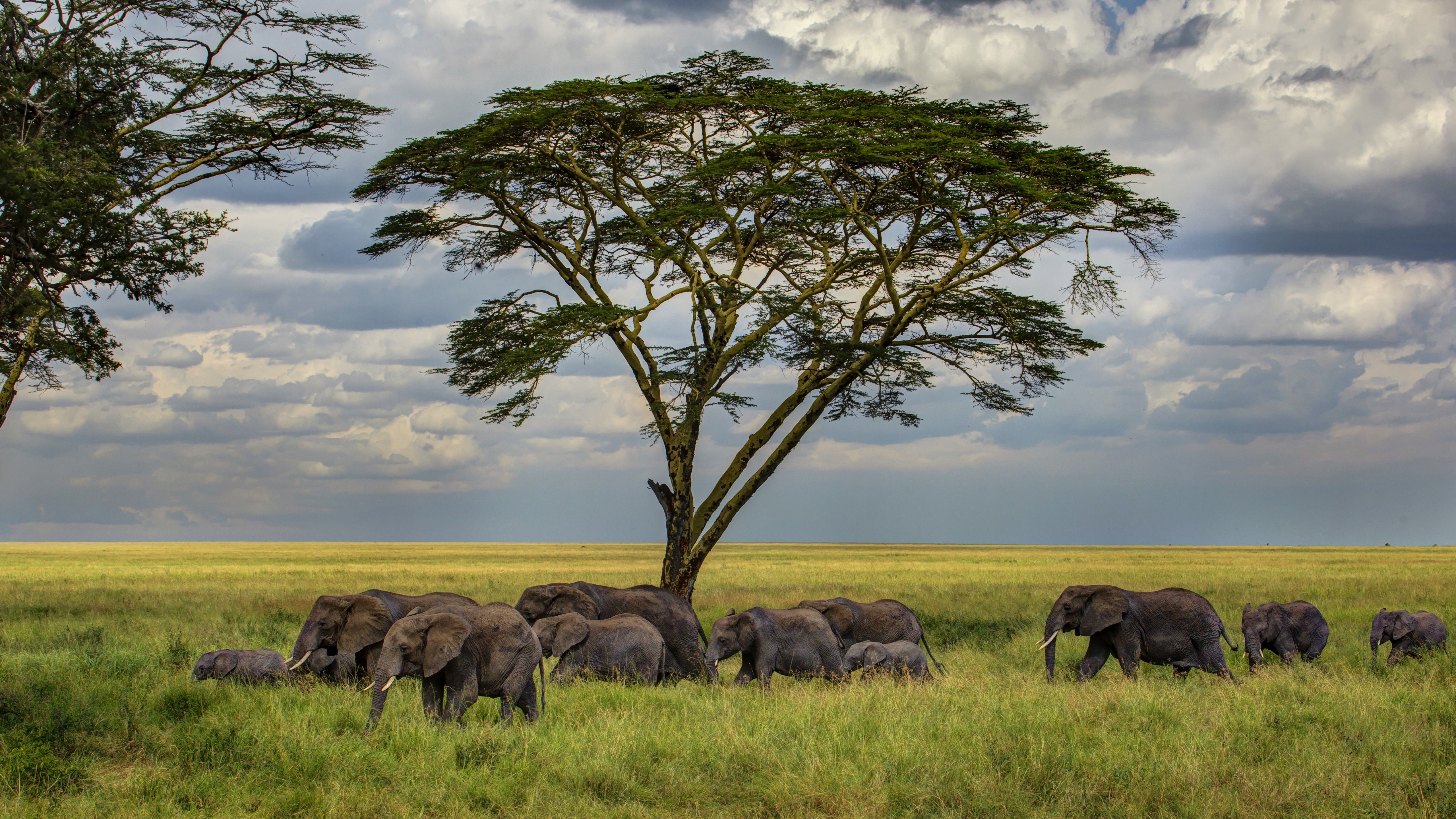 Wallpaper Elephant, 5k, 4k wallpaper, savanna, tree, clouds