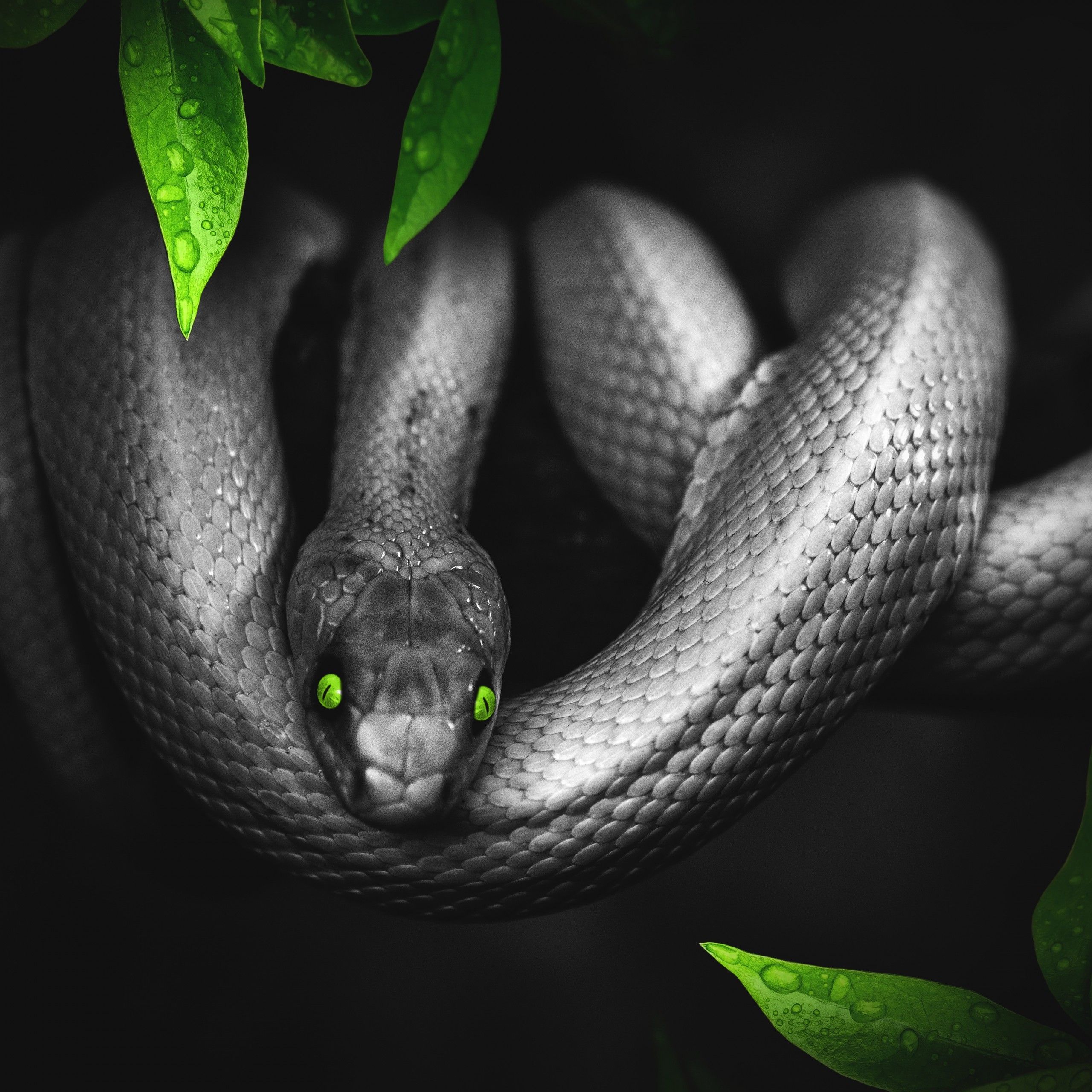 4K Wallpaper Snake, Reptile, Dark, Green eyes, Jungle, 5K, Animals