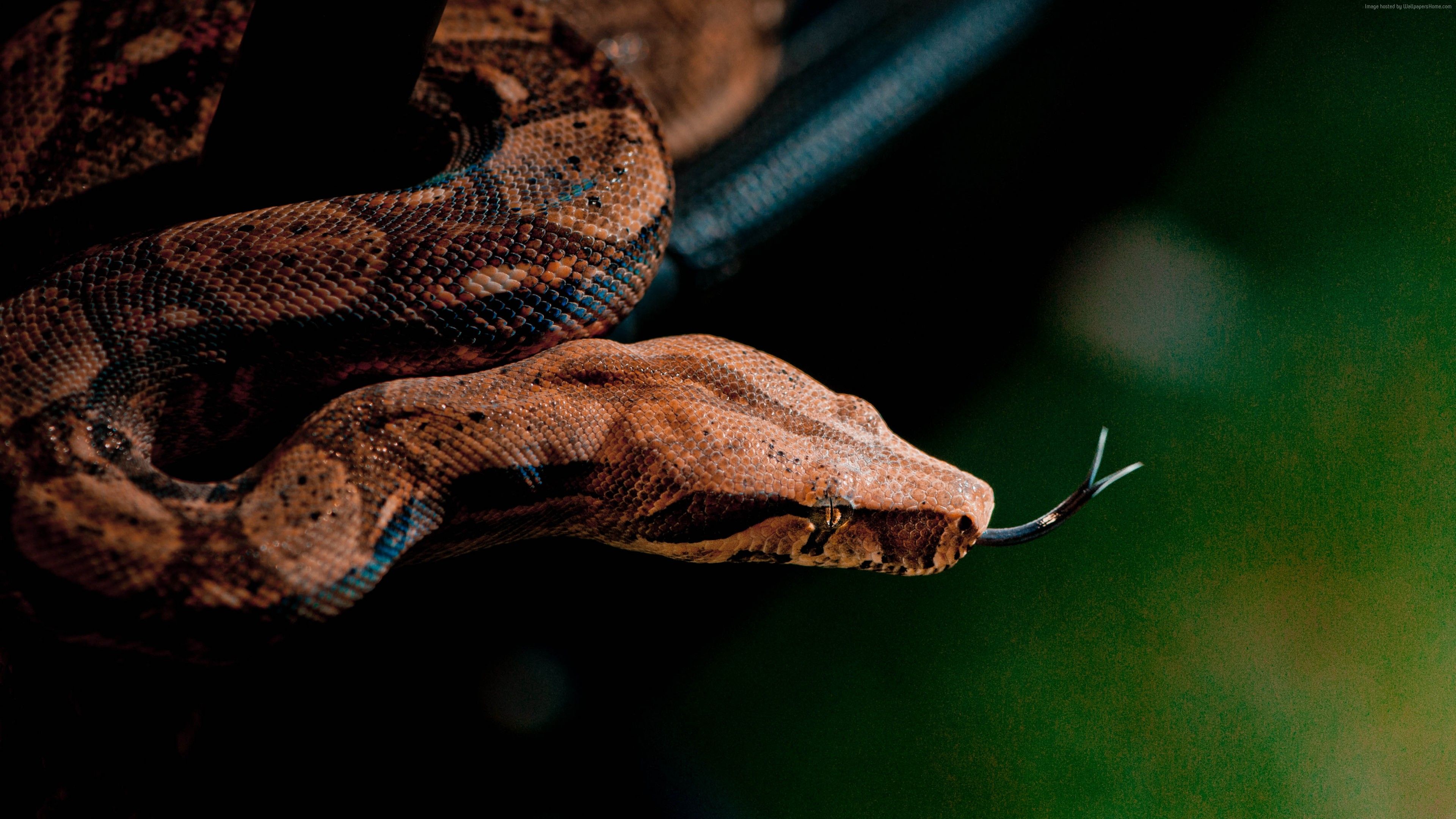 Wallpaper Snake, Close Up, Grey, Brown, Skin, Animal, Reptiles