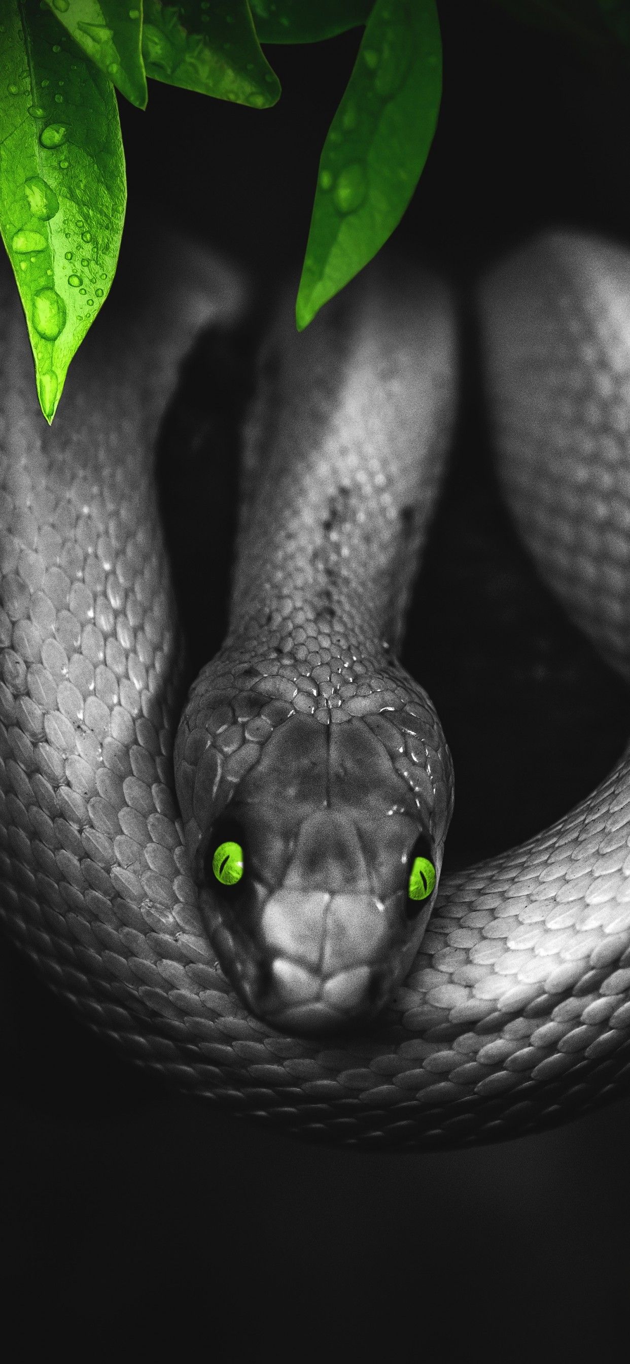 4K Wallpaper Snake, Reptile, Dark, Green eyes, Jungle, 5K, Animals