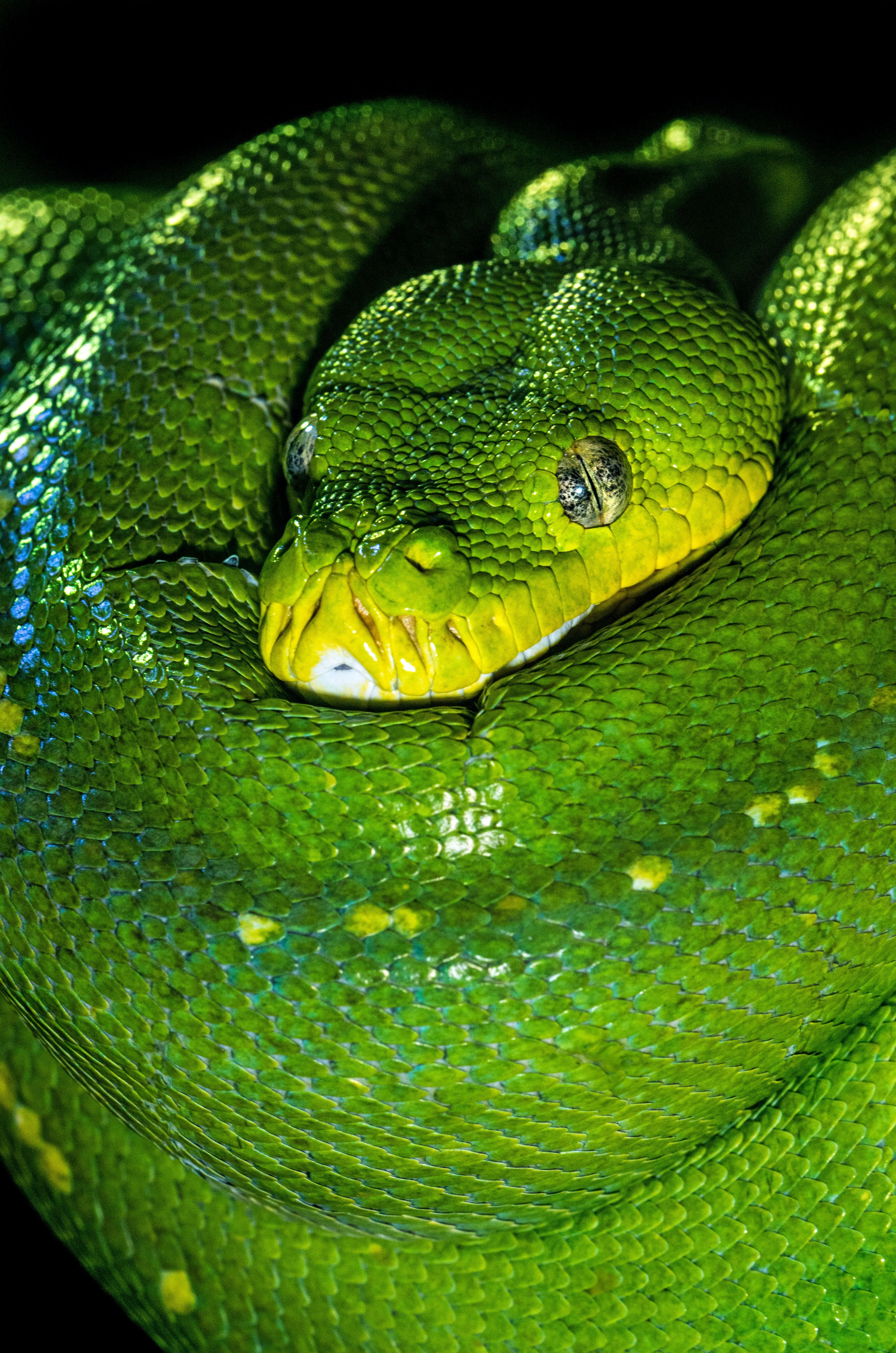 green snake photo