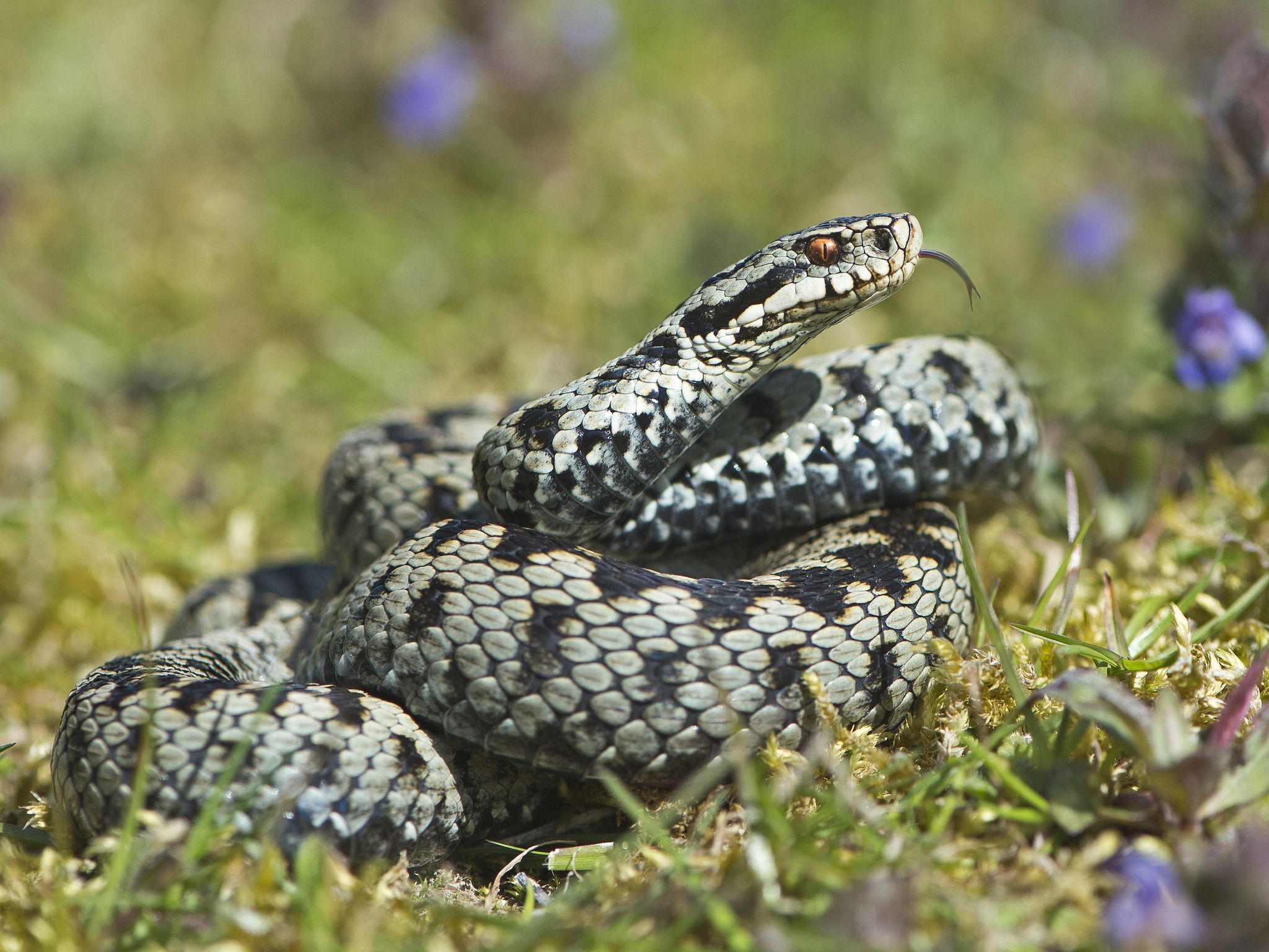 Adder (Vipera berus). Winter photo, Snake, Photo