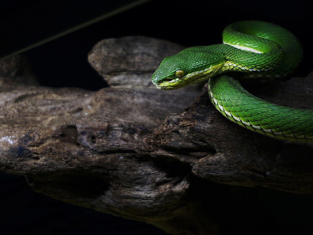 Desktop Wallpaper Green Snake, HD Image, Picture, Background, Ed6v40